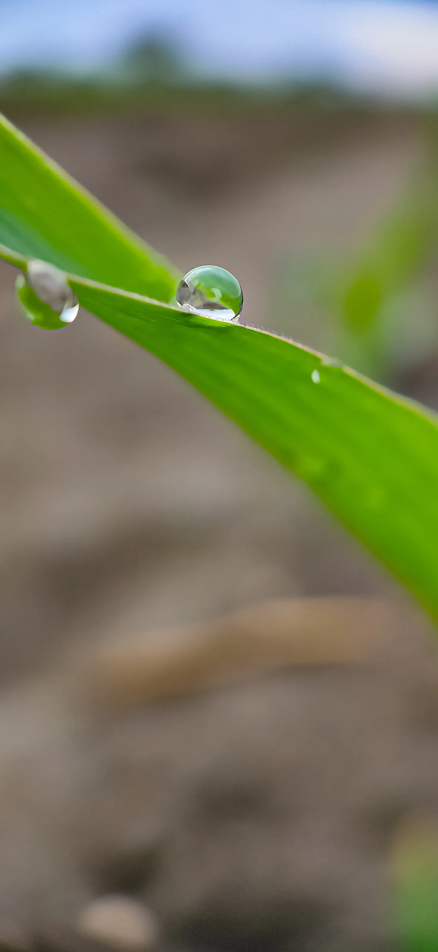 Drop on corn plant branch leaf