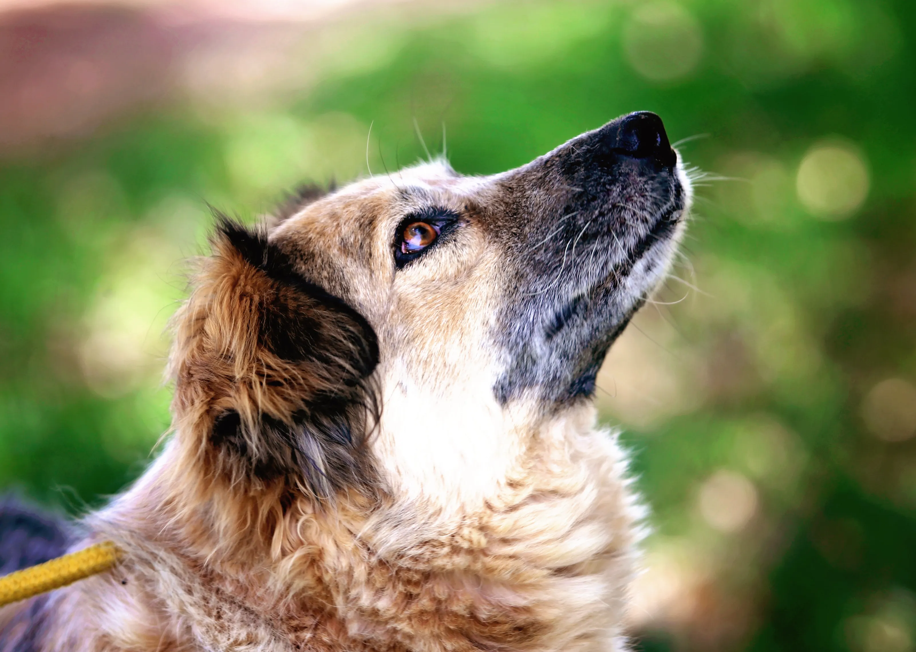 Sherpa the Shelter Dog