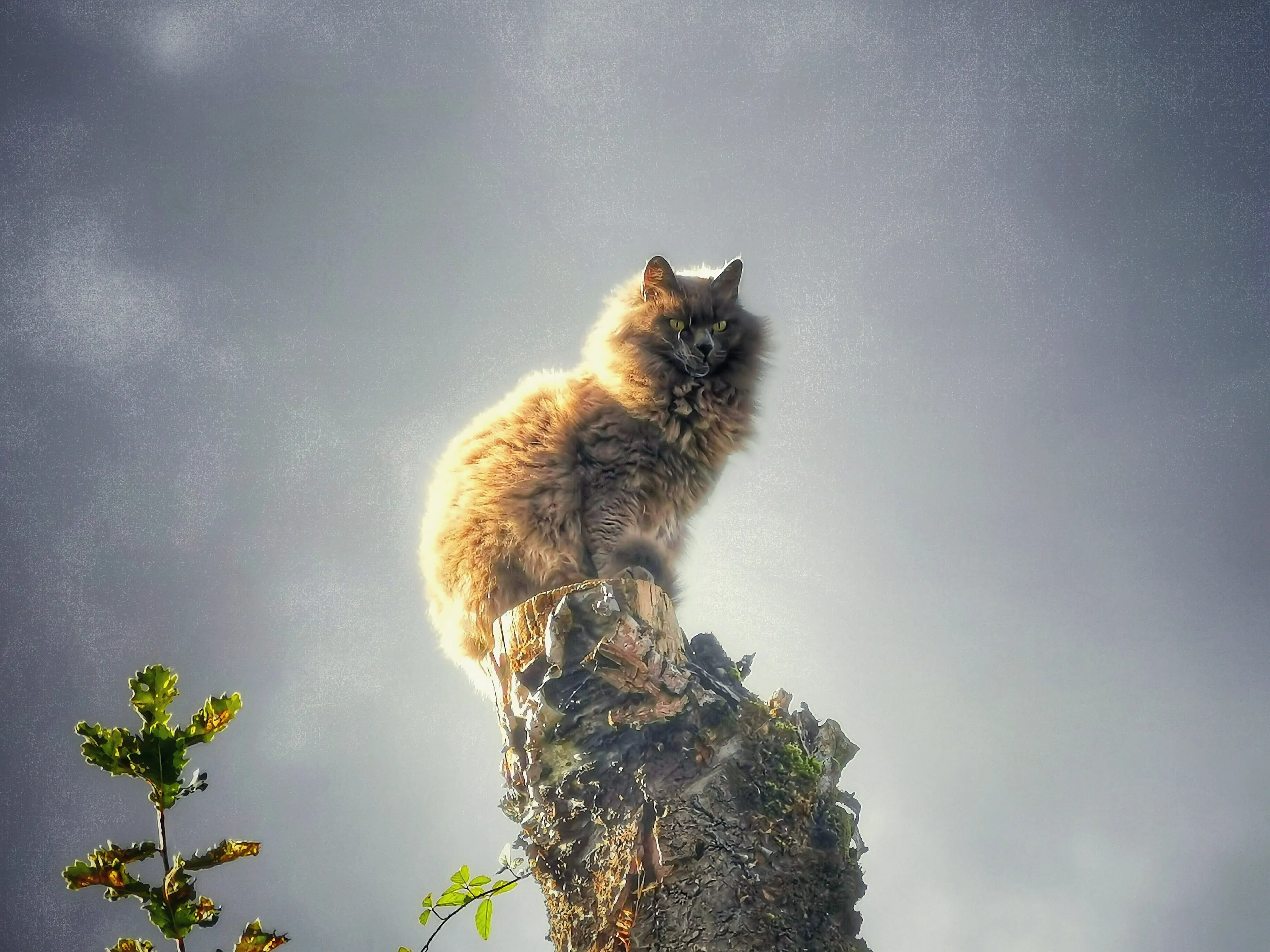 The king of cats