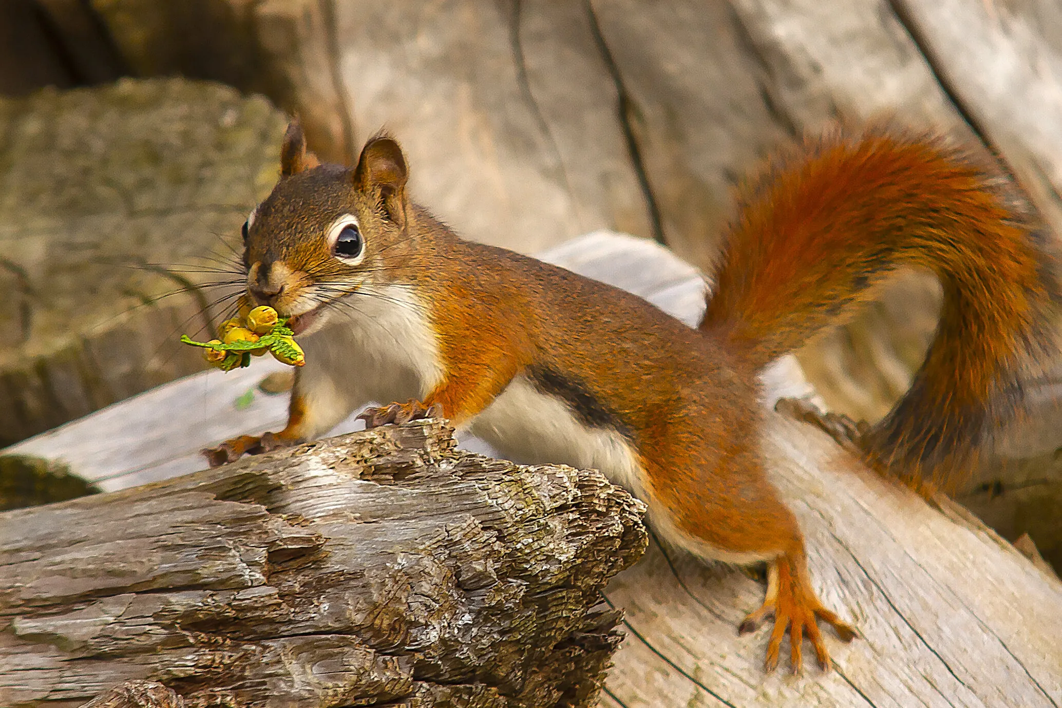 Young Squirrel with Cedar Cone