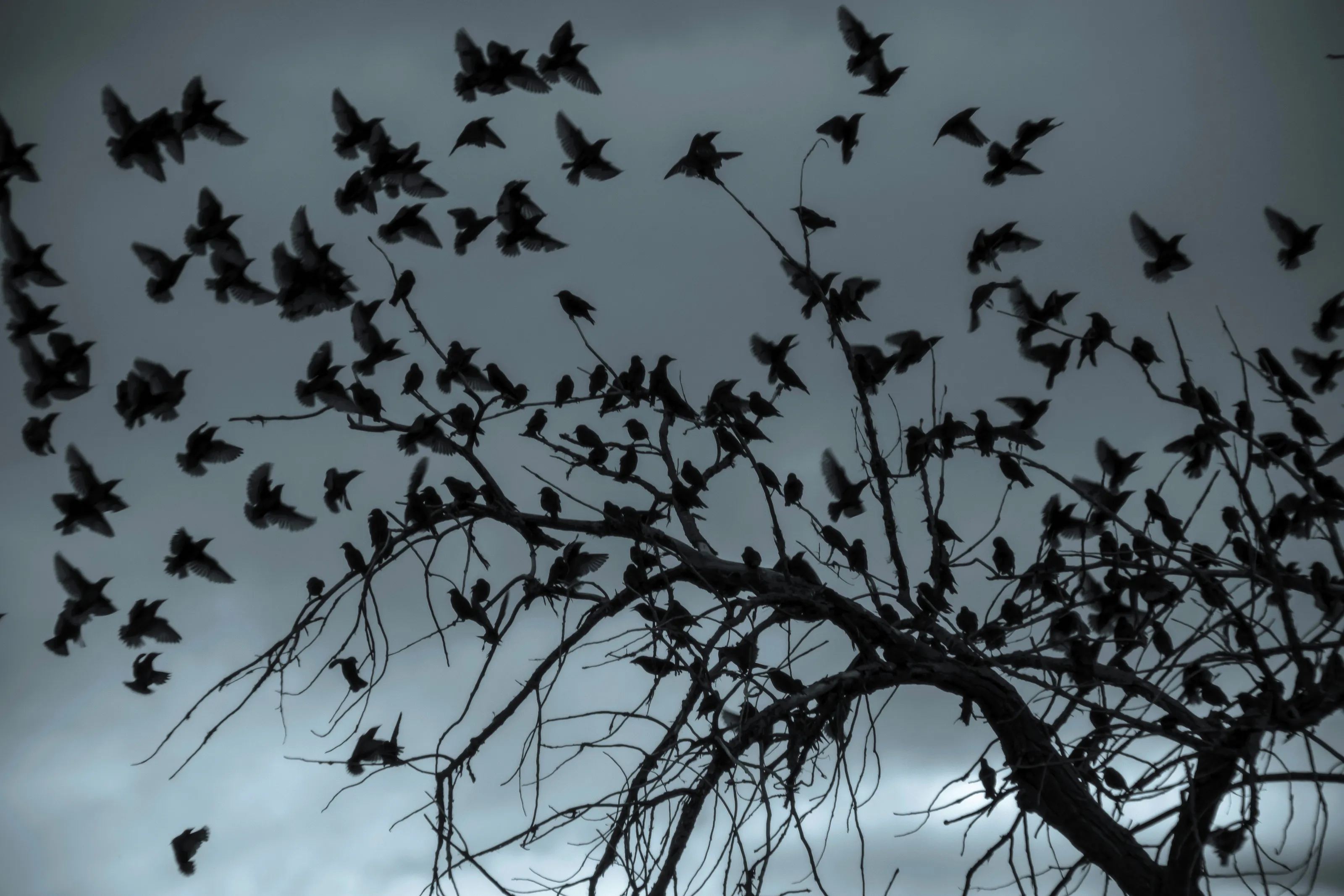 Ominous Flock