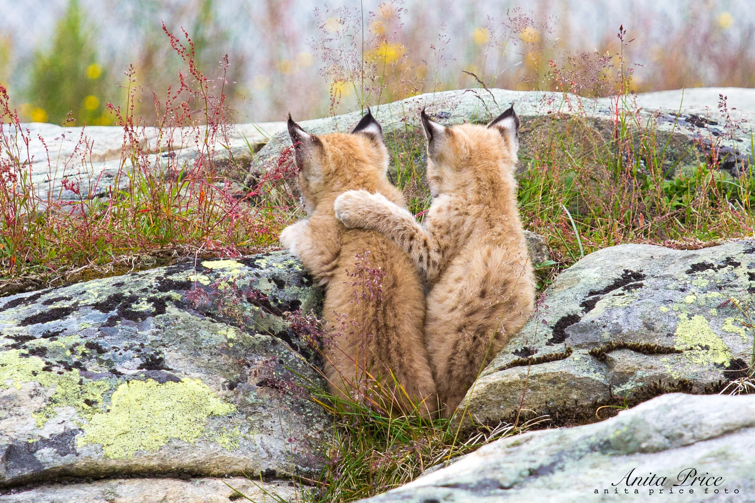 Lynx love I
