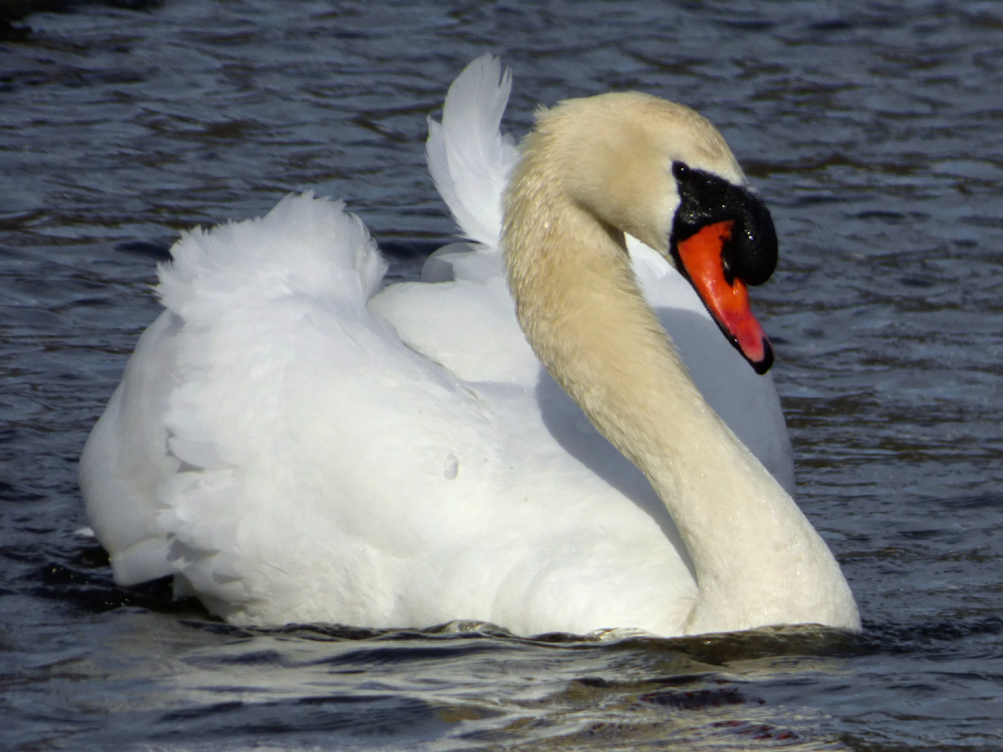Brighton the King Swan