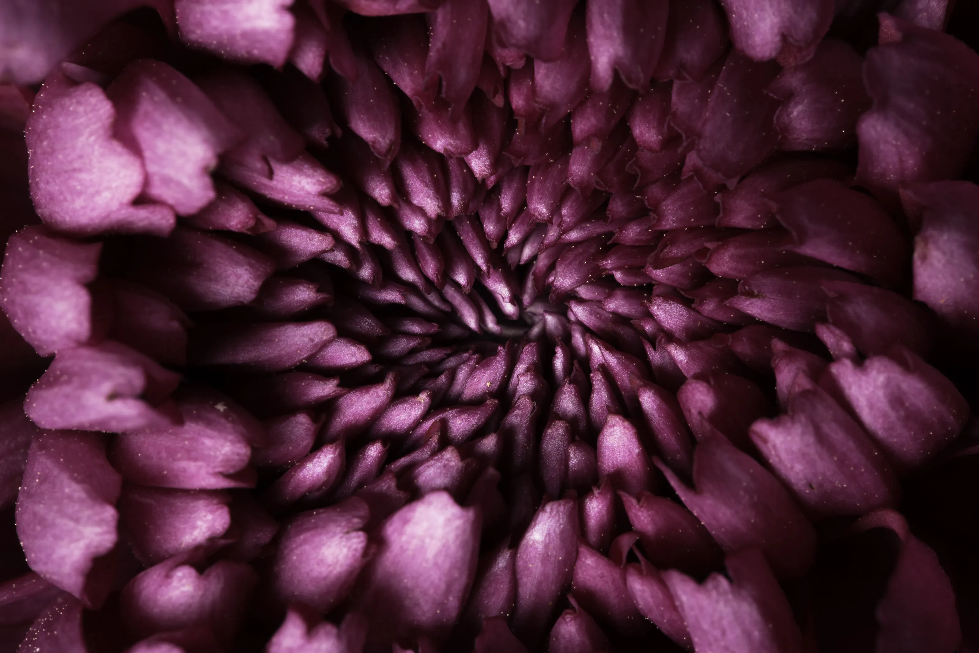Pink Flower