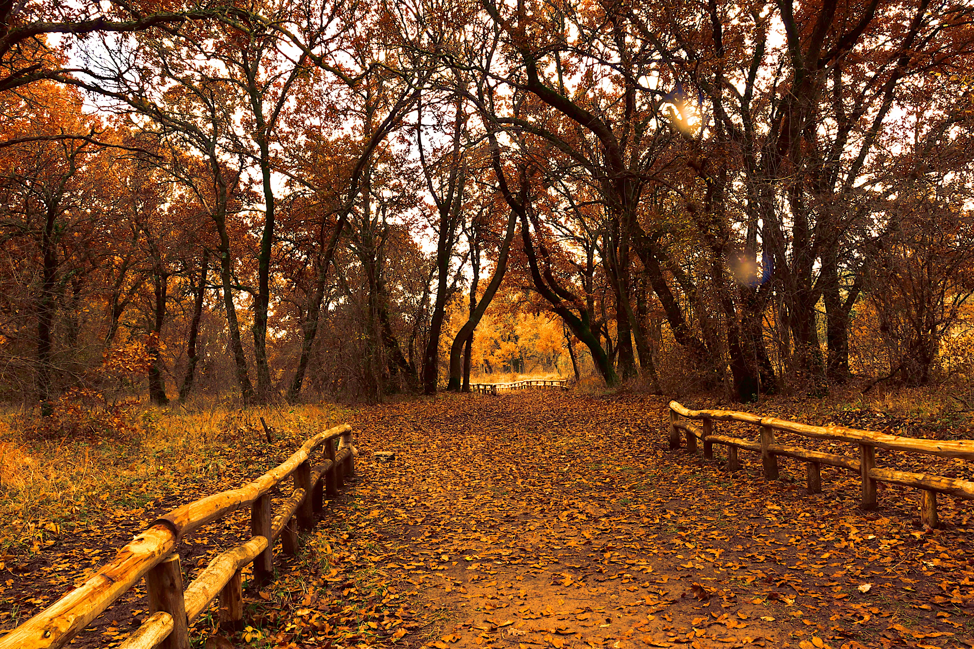 Autumn Trail