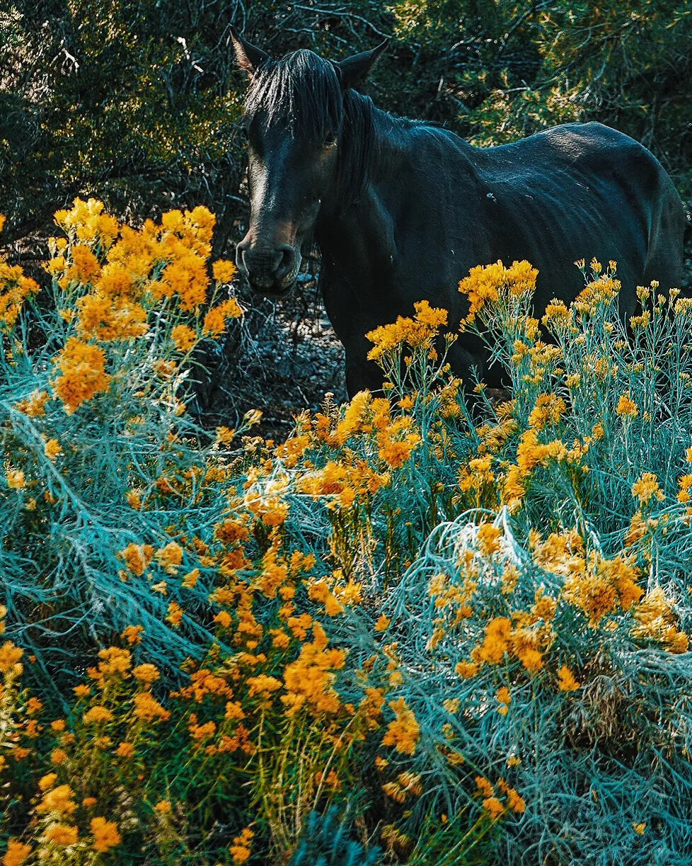 Horse among the Desert Senna flowers