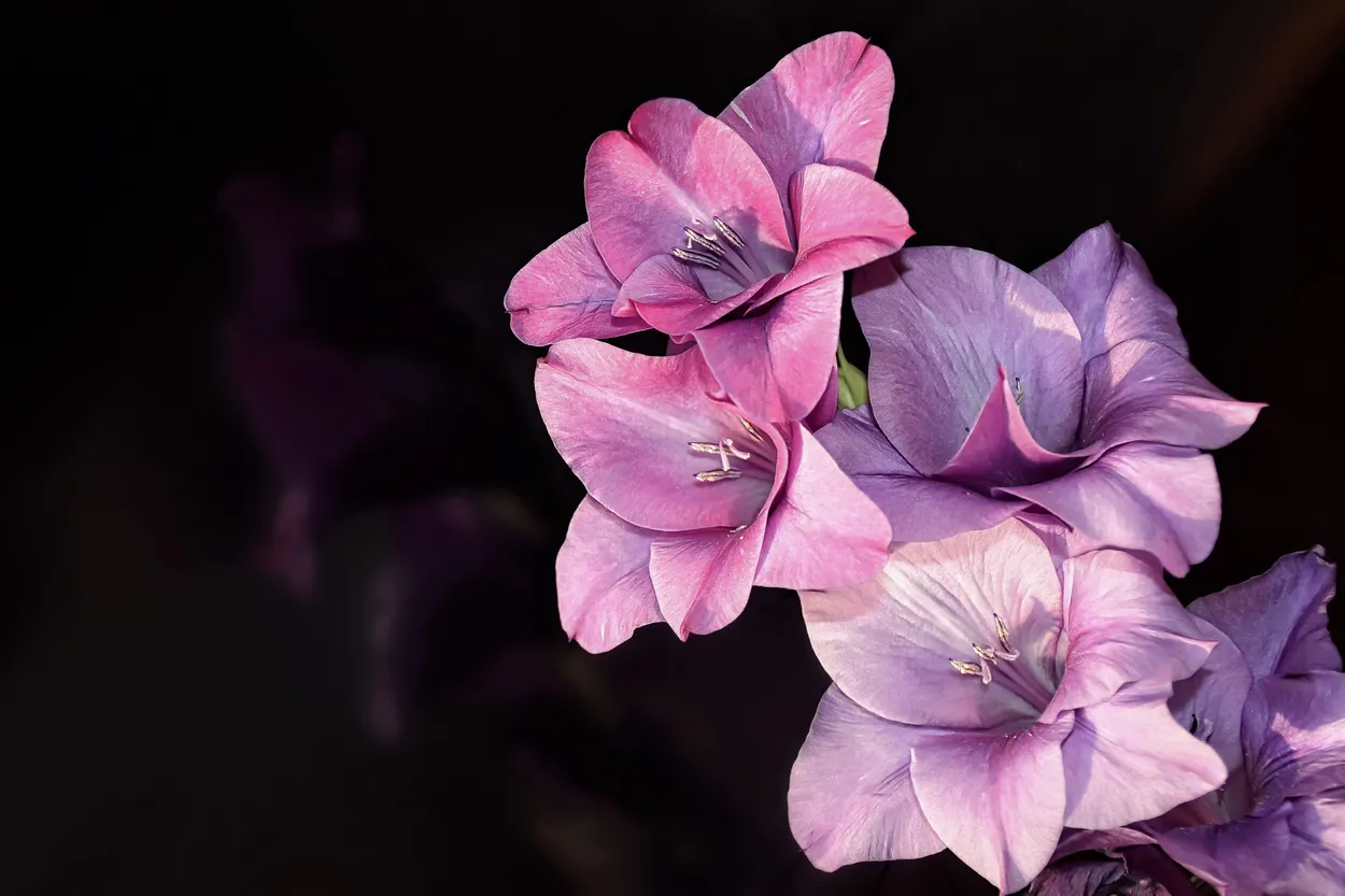 Entry 10742988
