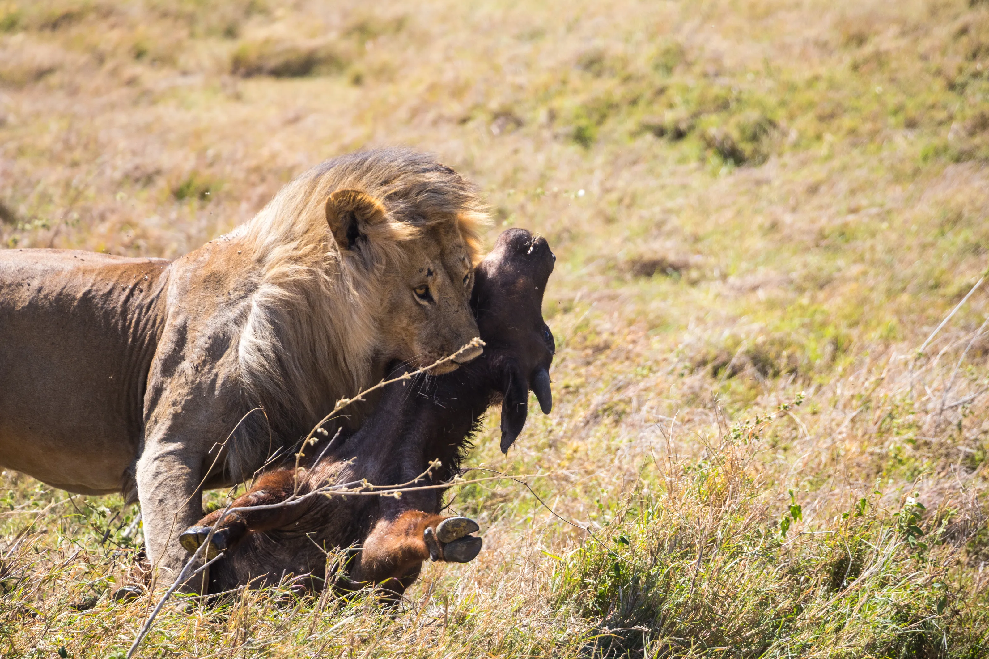 DEATH BY LION