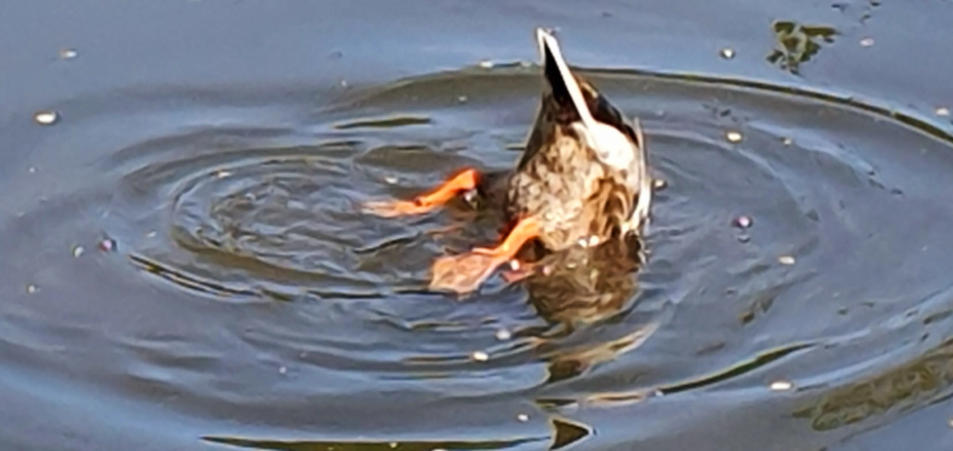 founding duck