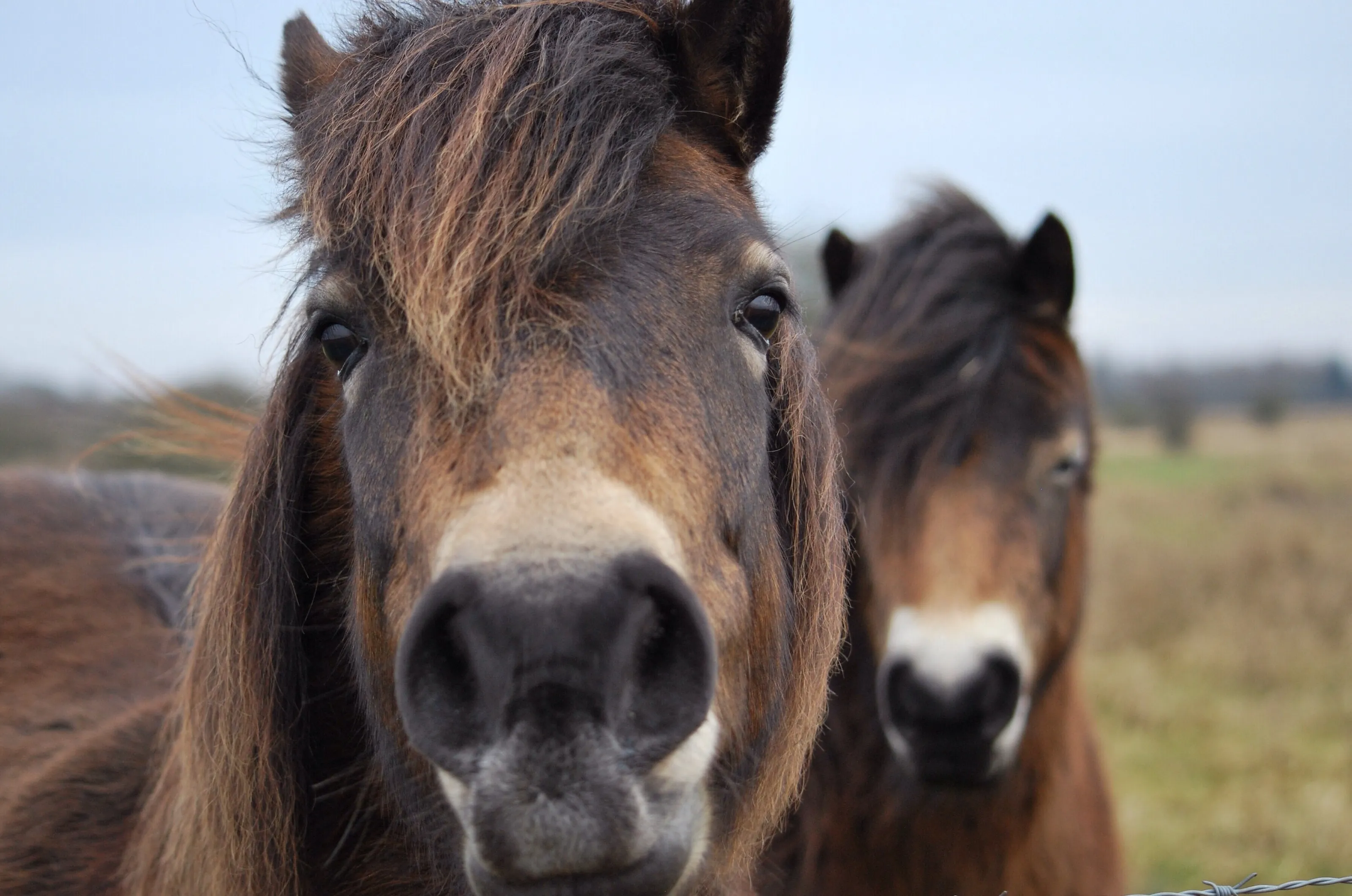 Exmoor ponies selfie :)