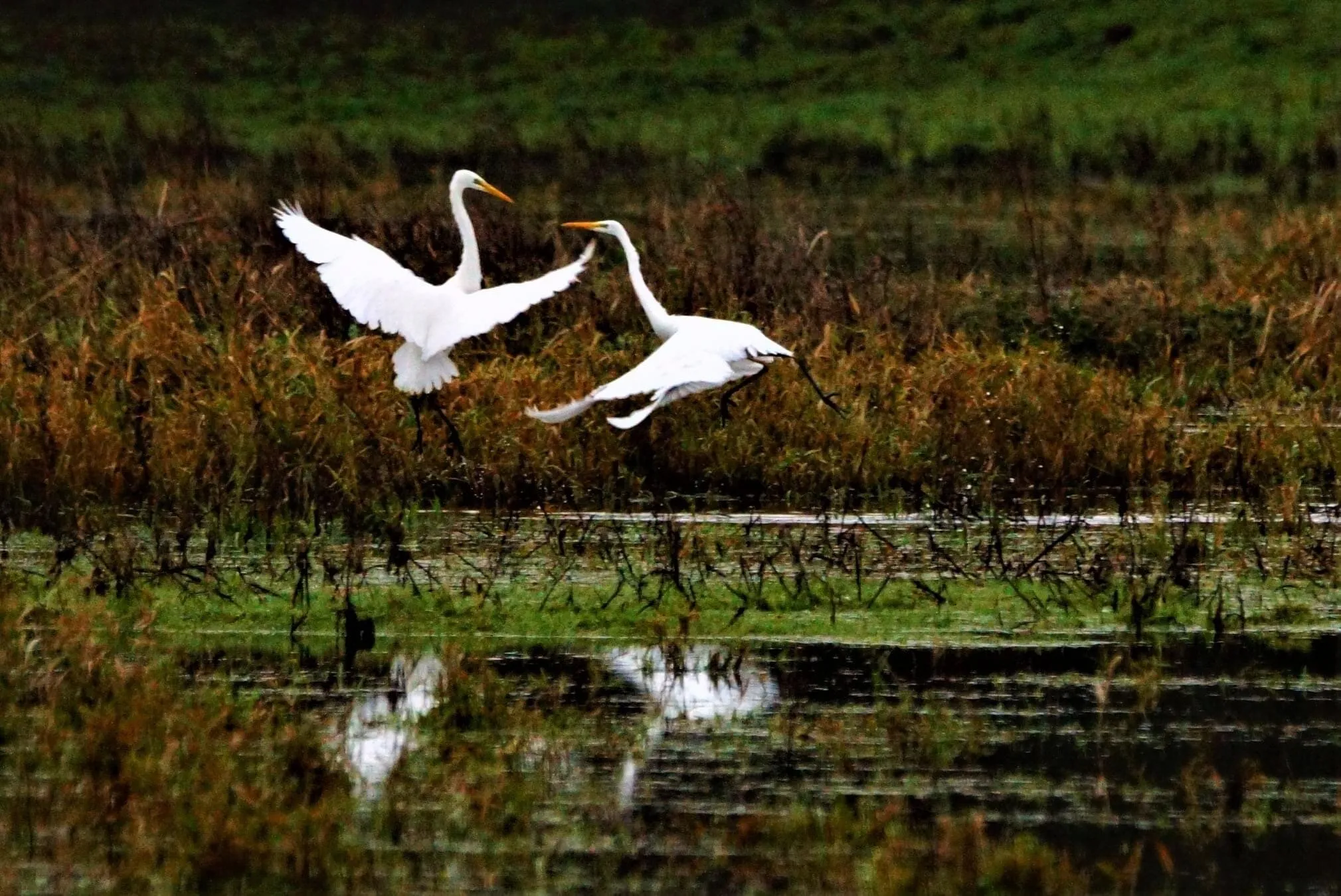 Great egrets- Norfolk wildlife in action