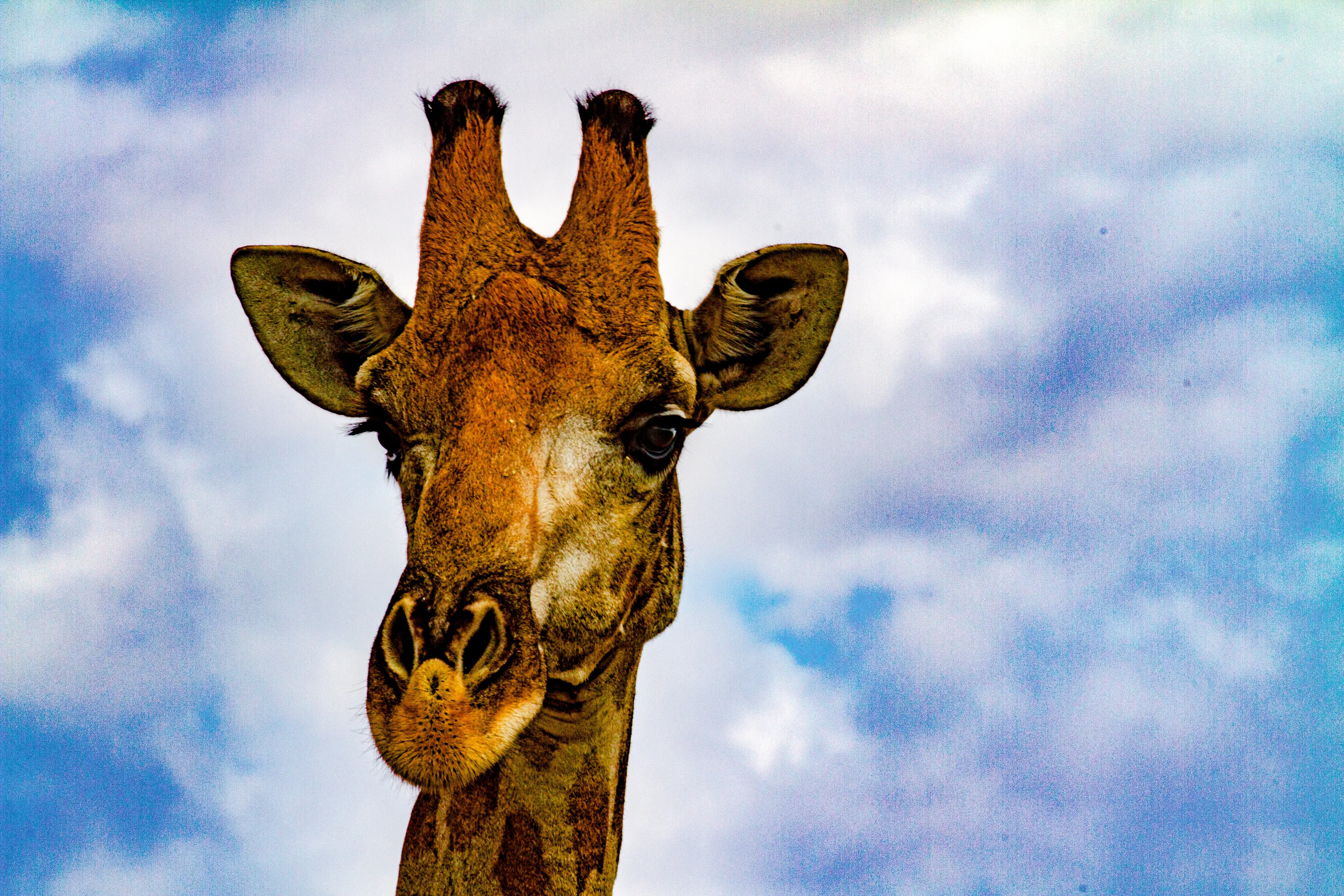 giraffe portrait
