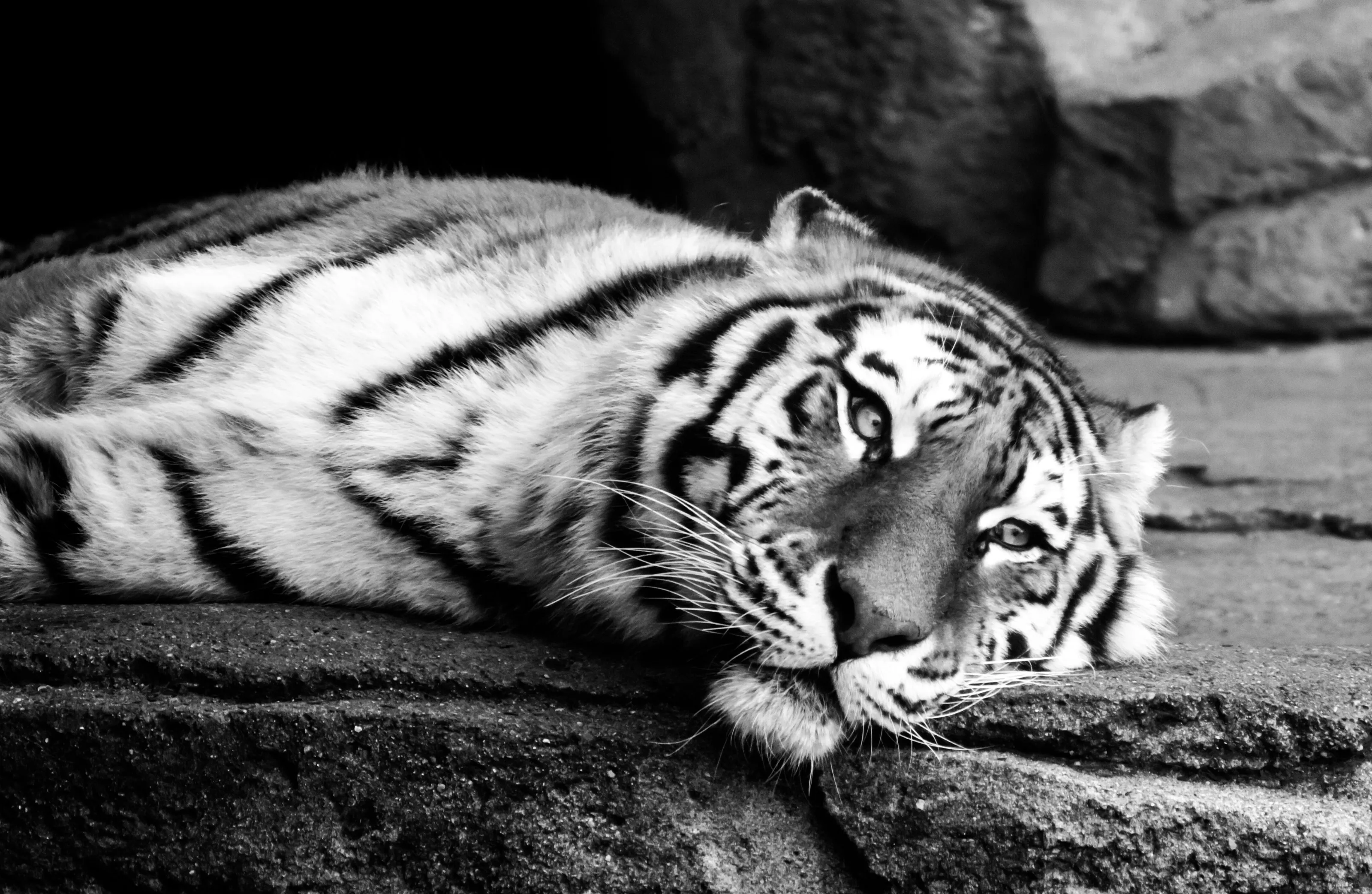 Amur Tiger
