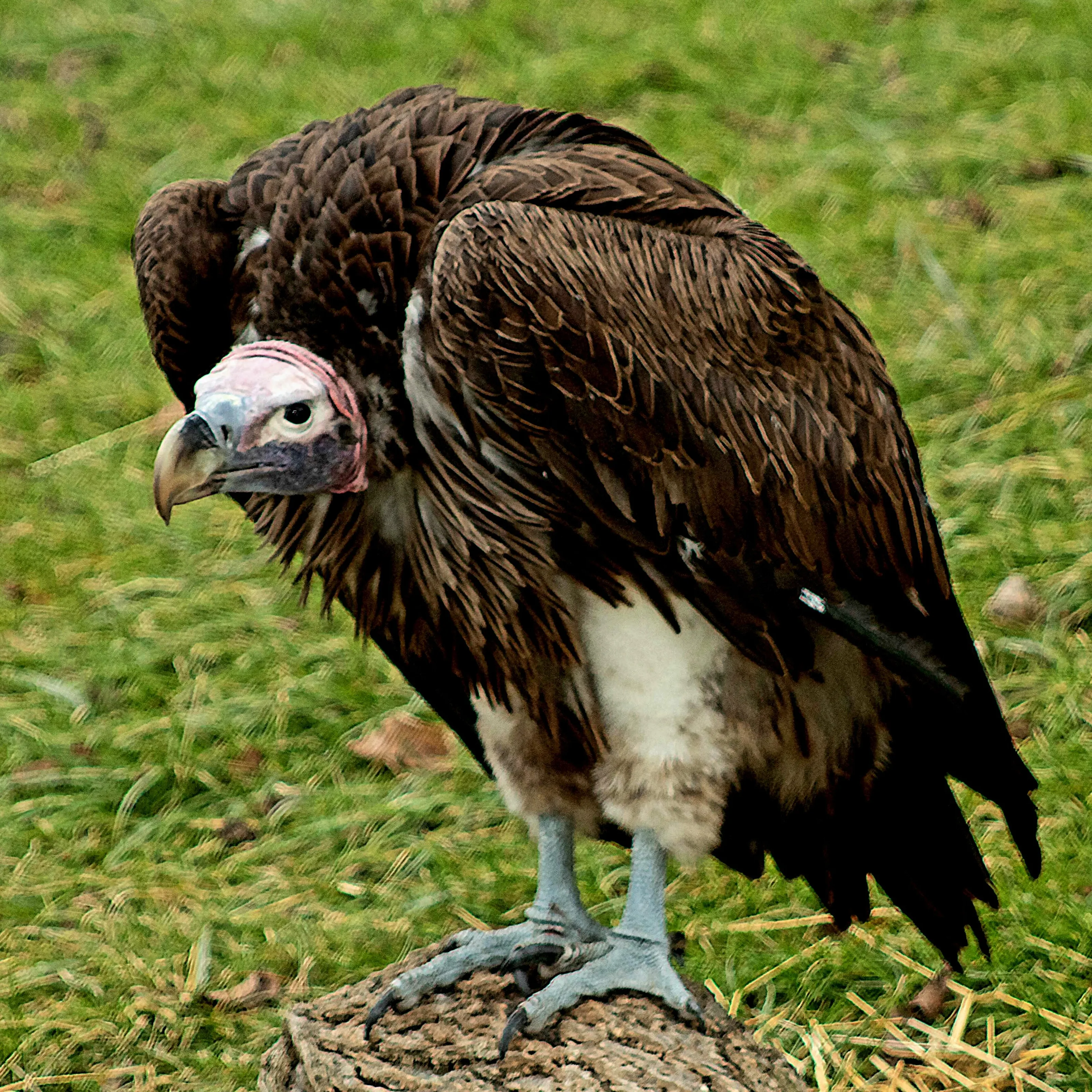 Vulture