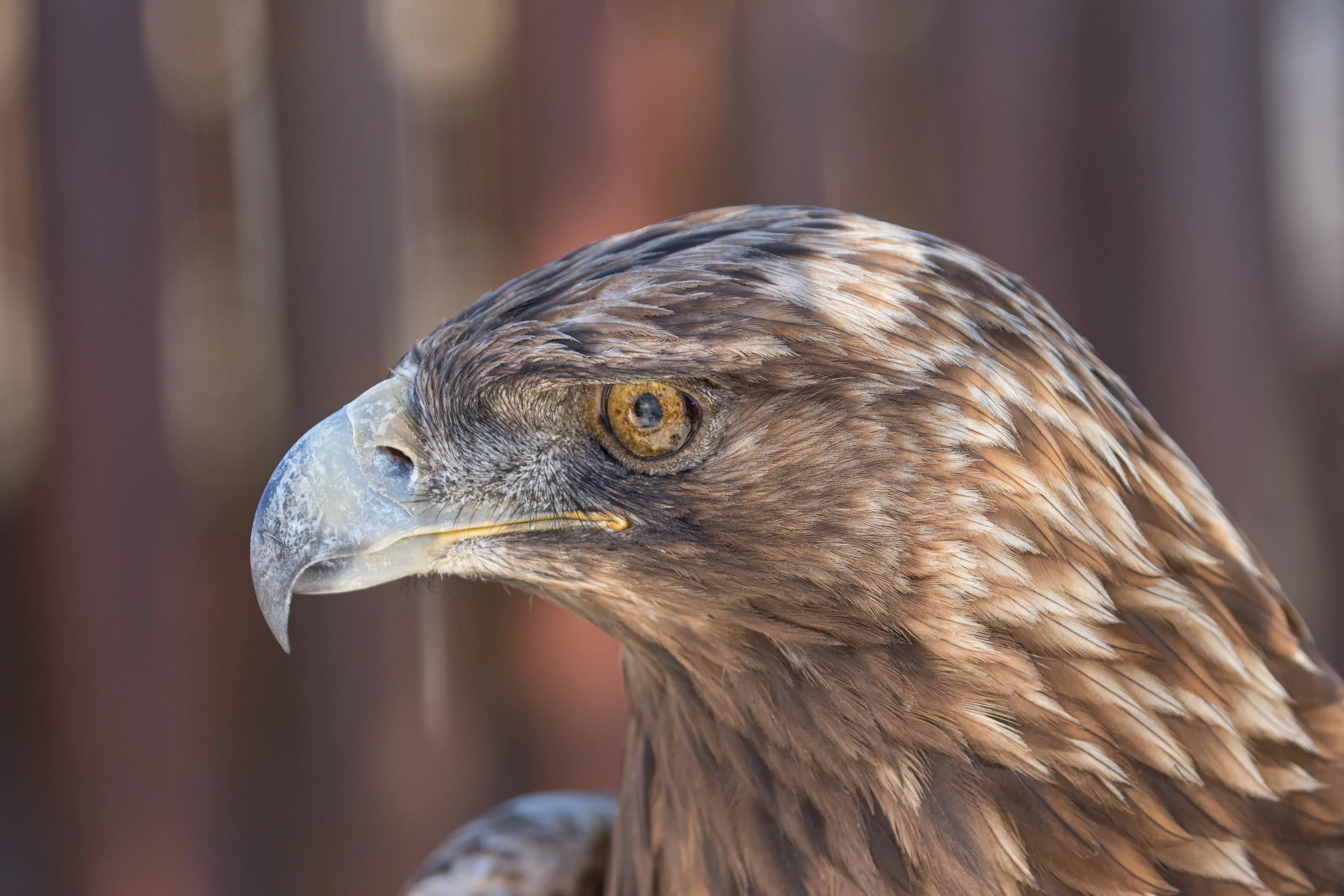 Golden Eagle Portrait