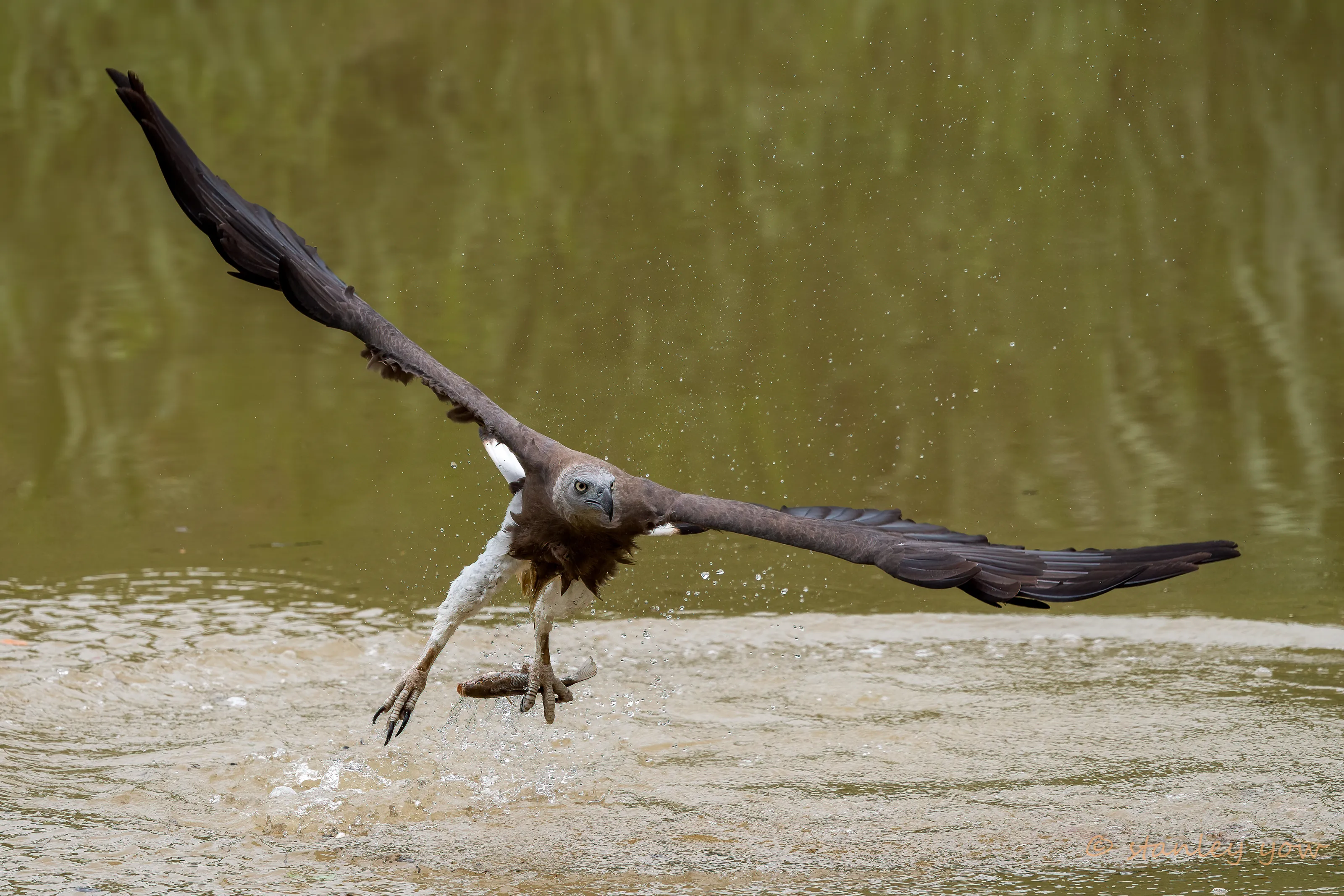Grey Headed Fishing Eagle