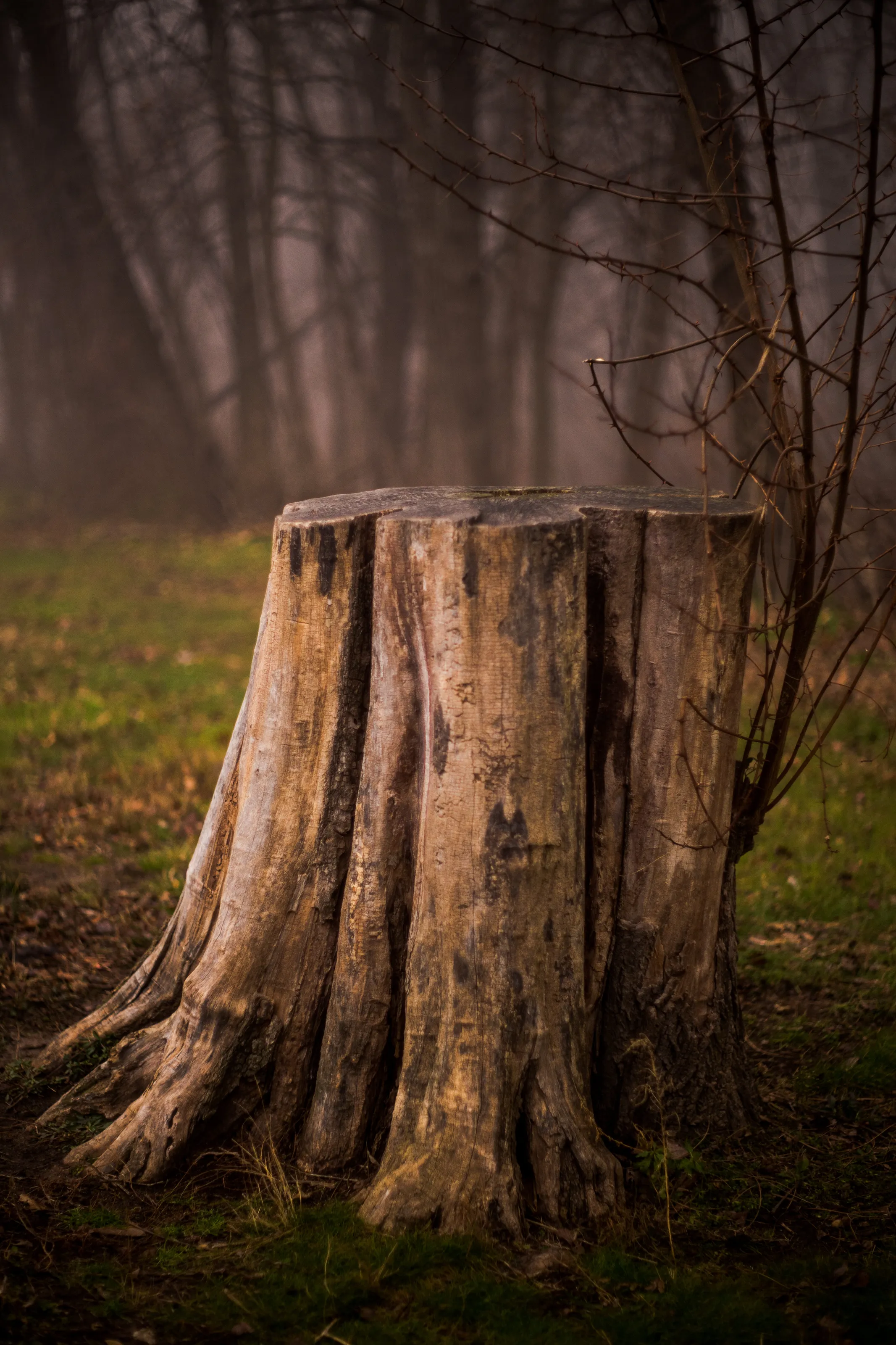 Fantastical Tree Stump