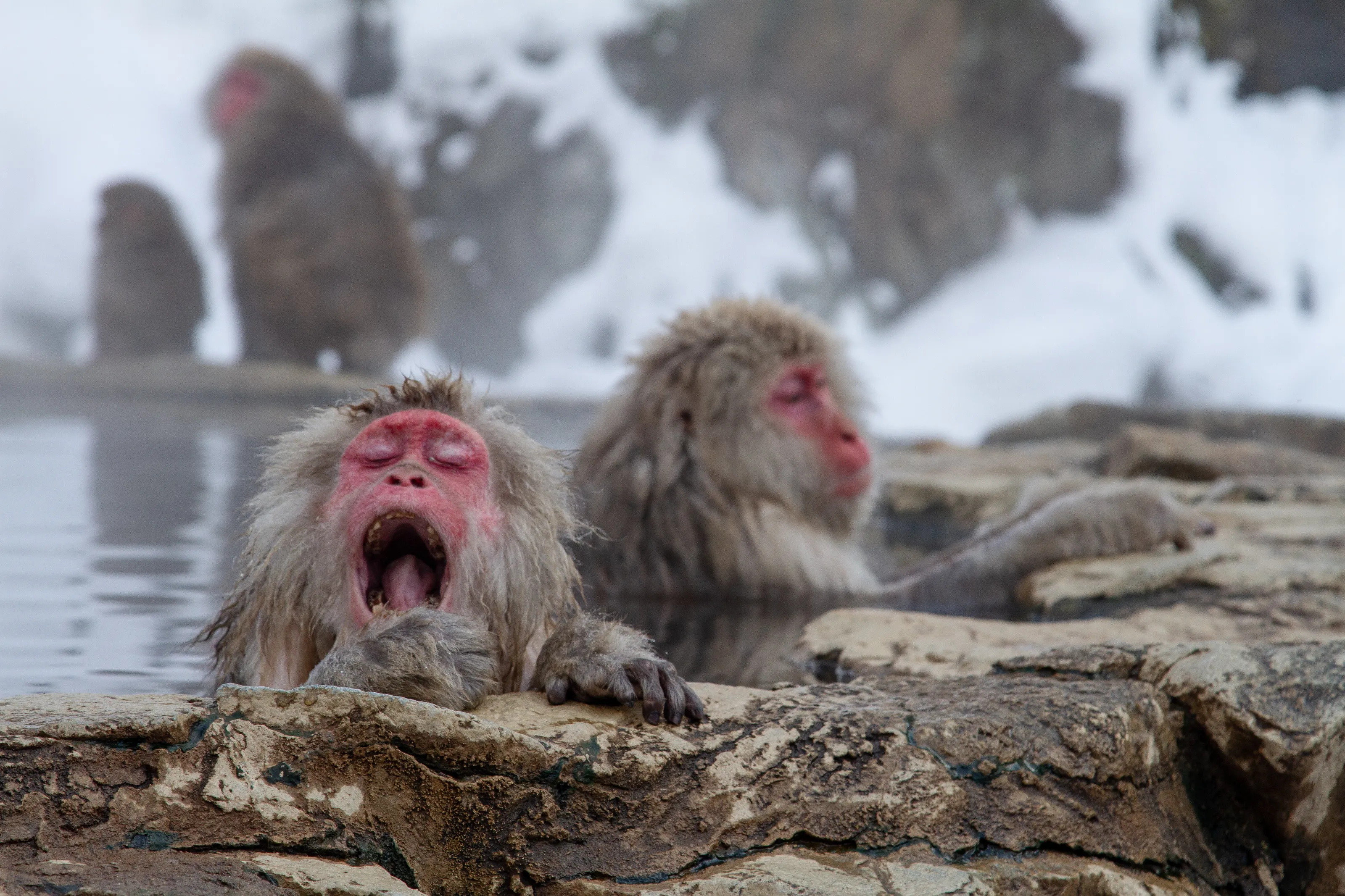 Yawn