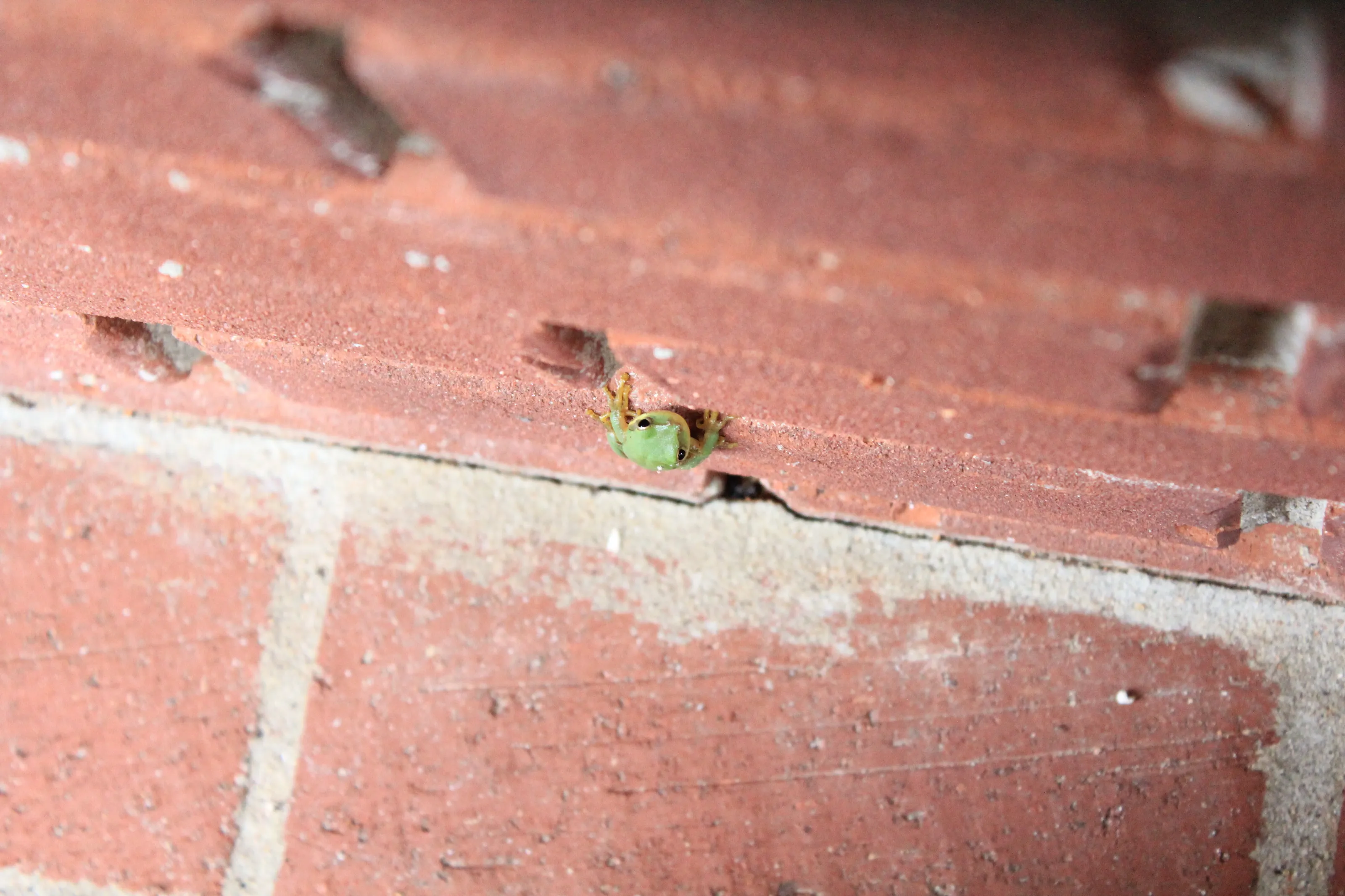 Small frog