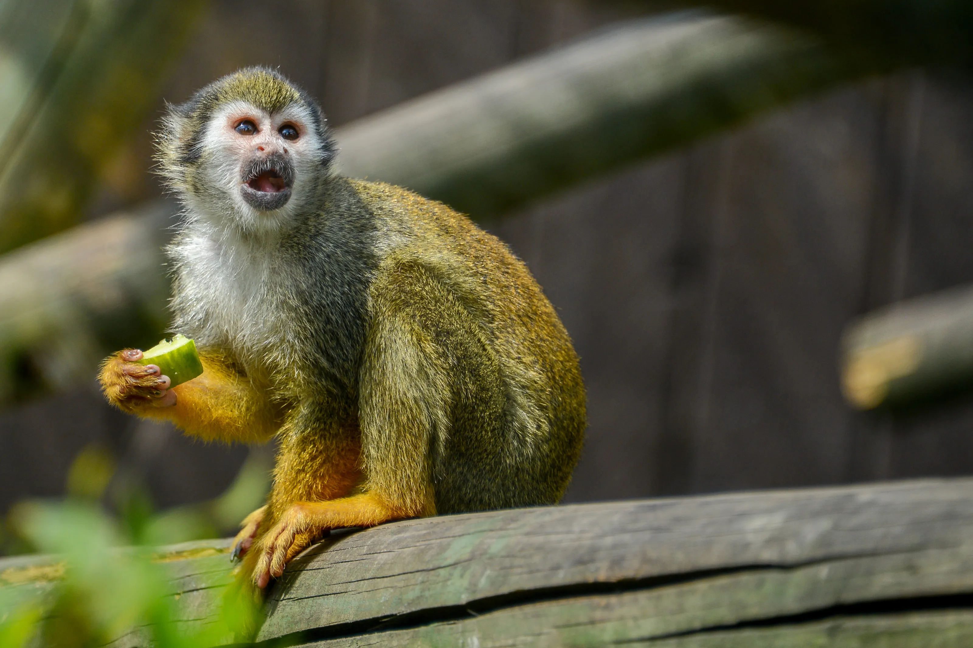Monkey shock