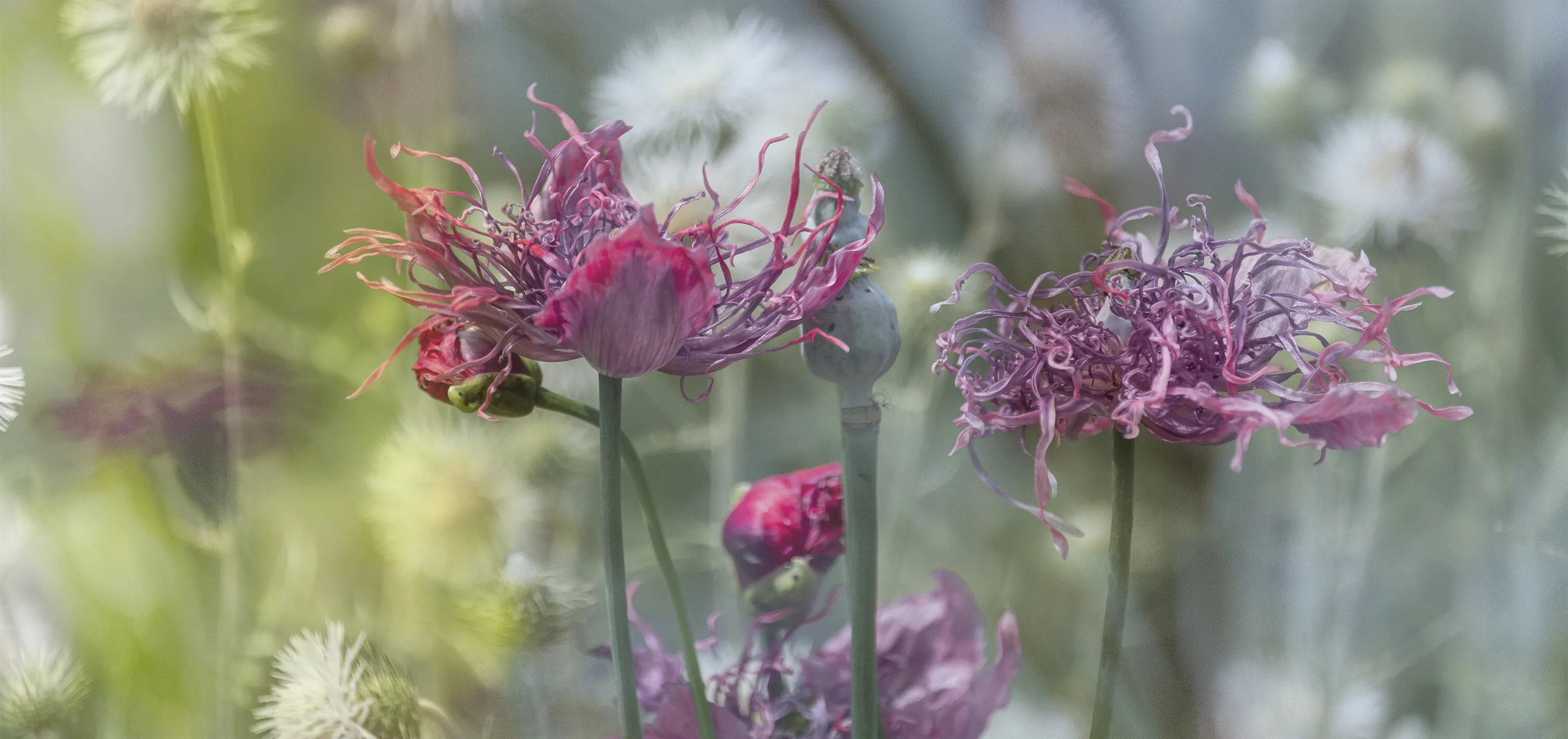 Rogue Poppies