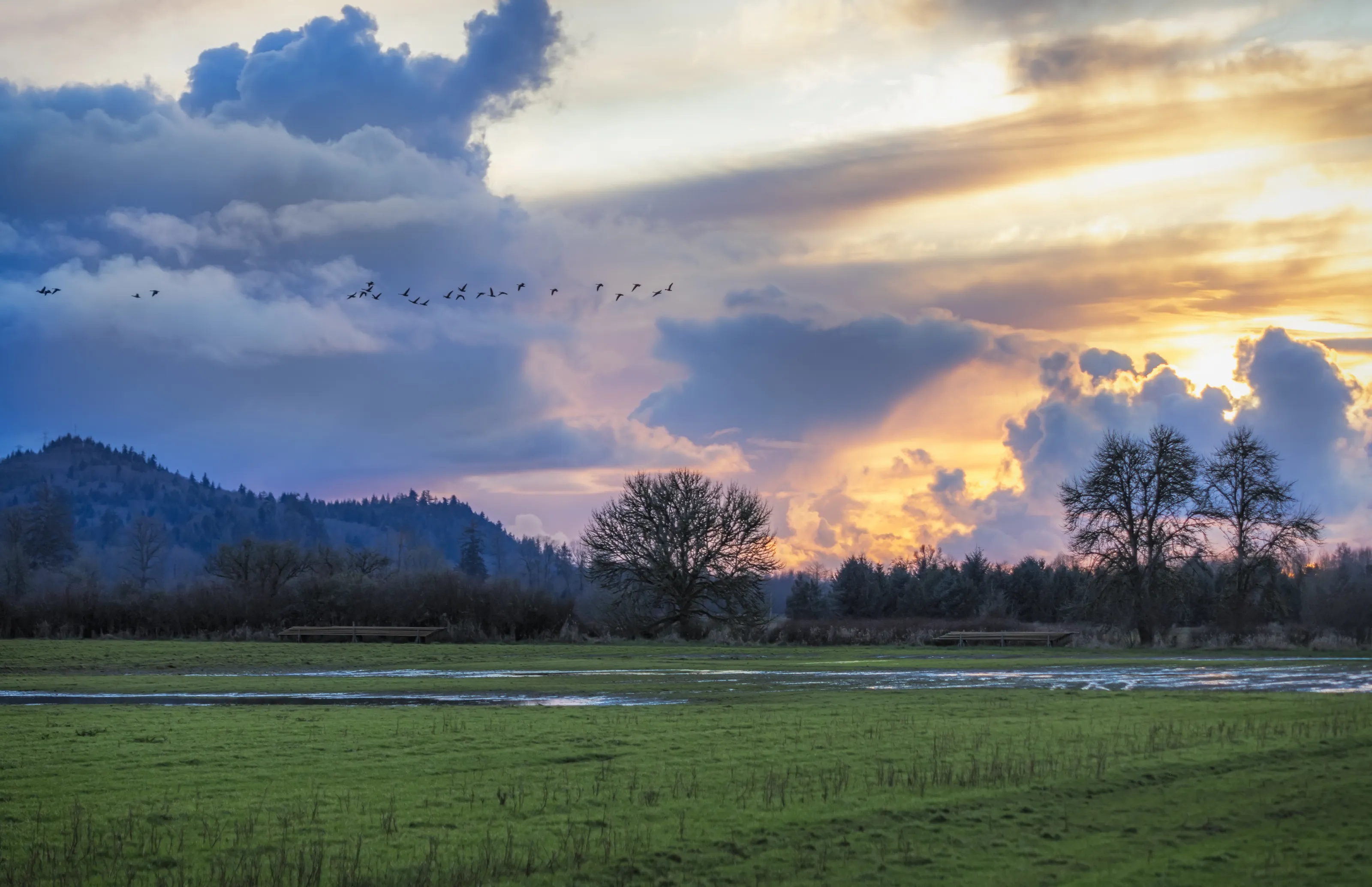 A Winter sunset with geese