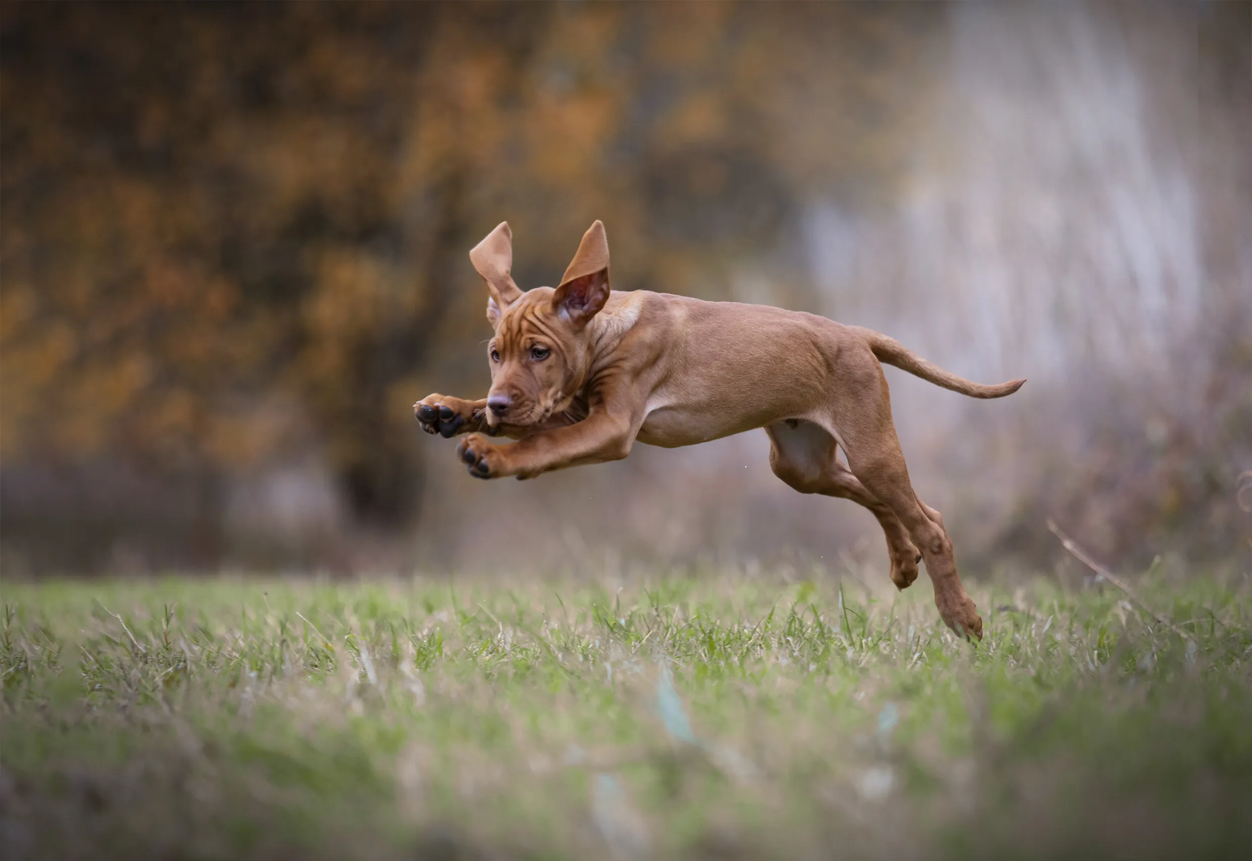 Jumping puppy