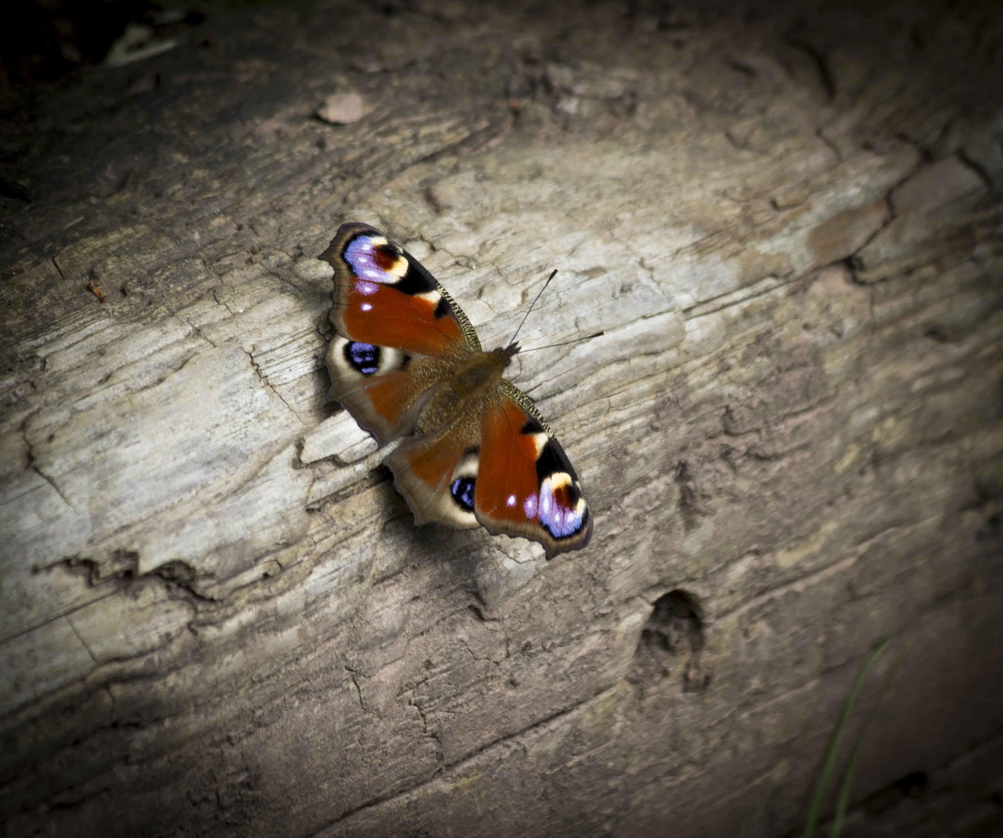 Peacock Butterfly.