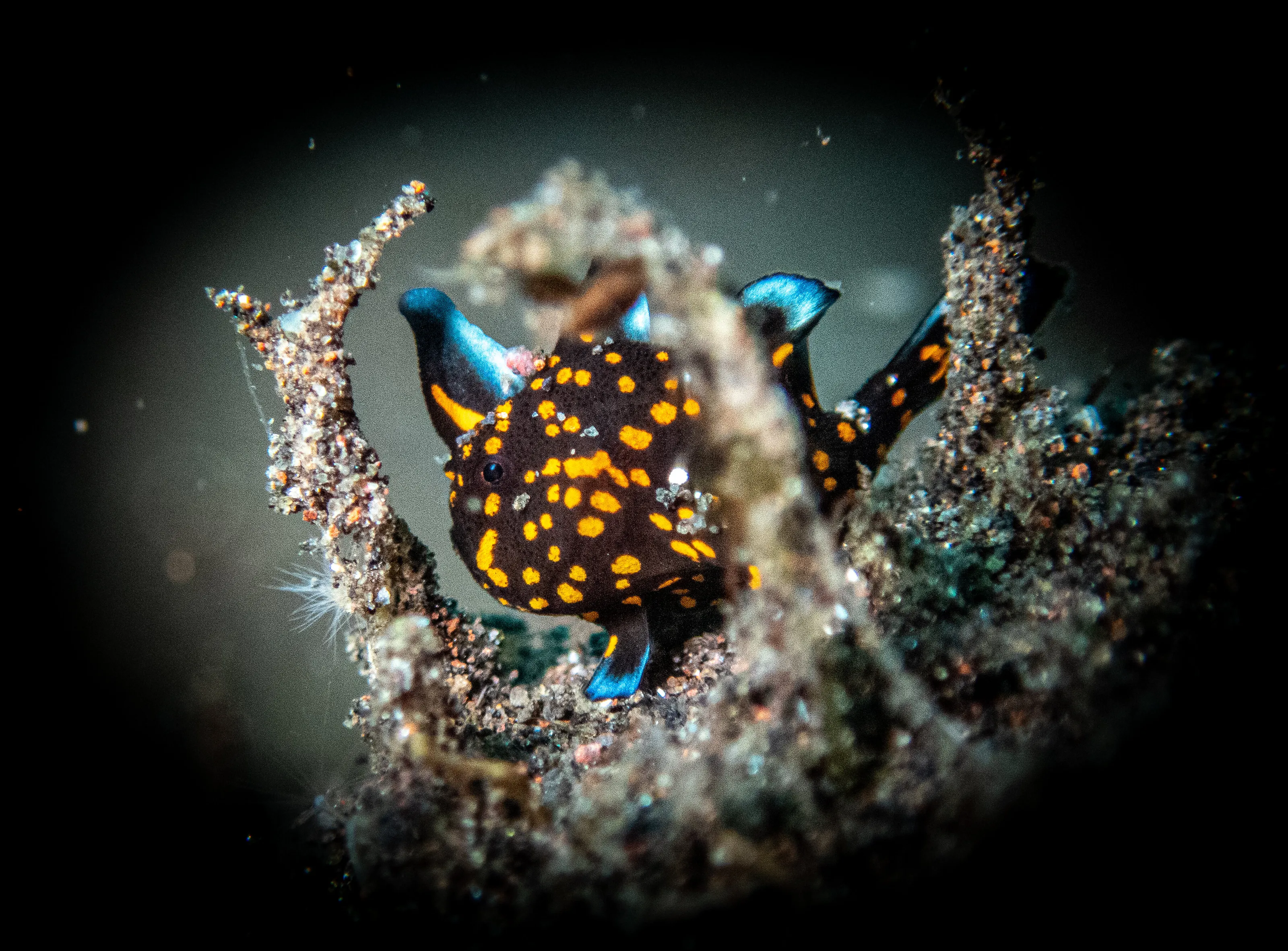 Frogfish