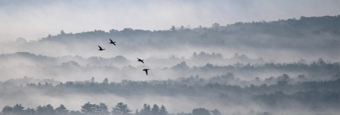 Early Birds