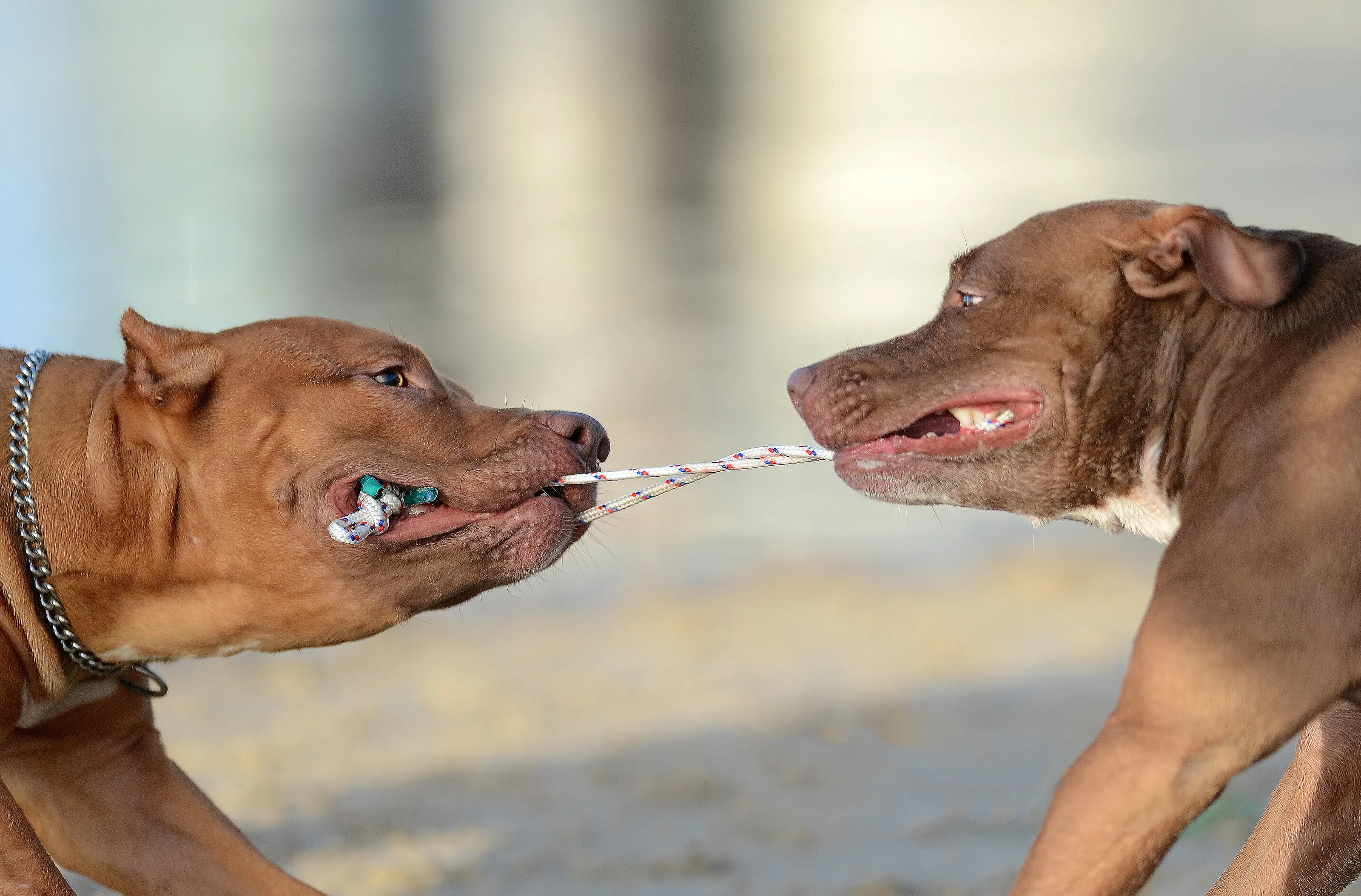 Negotiation