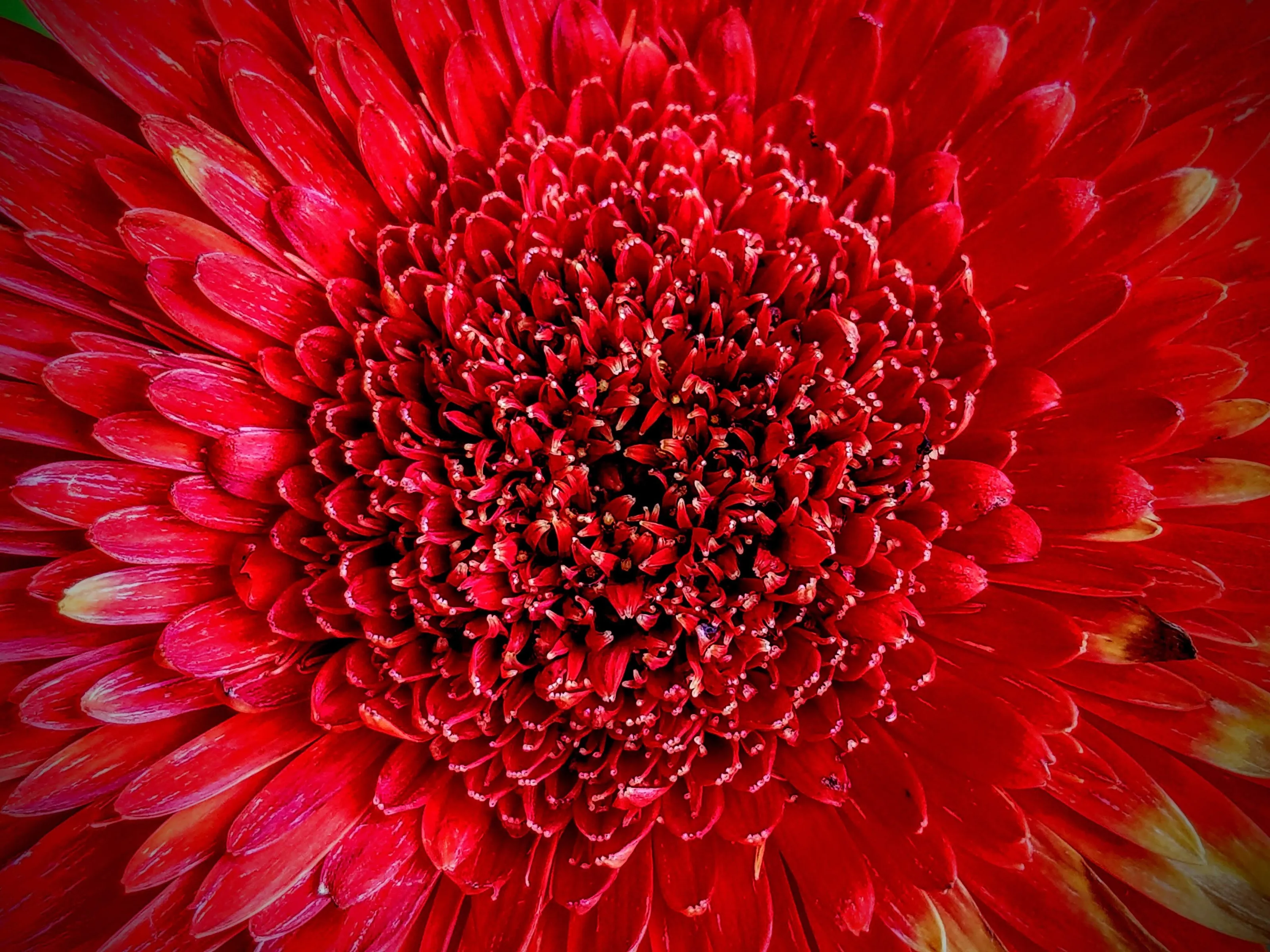 Red Flower