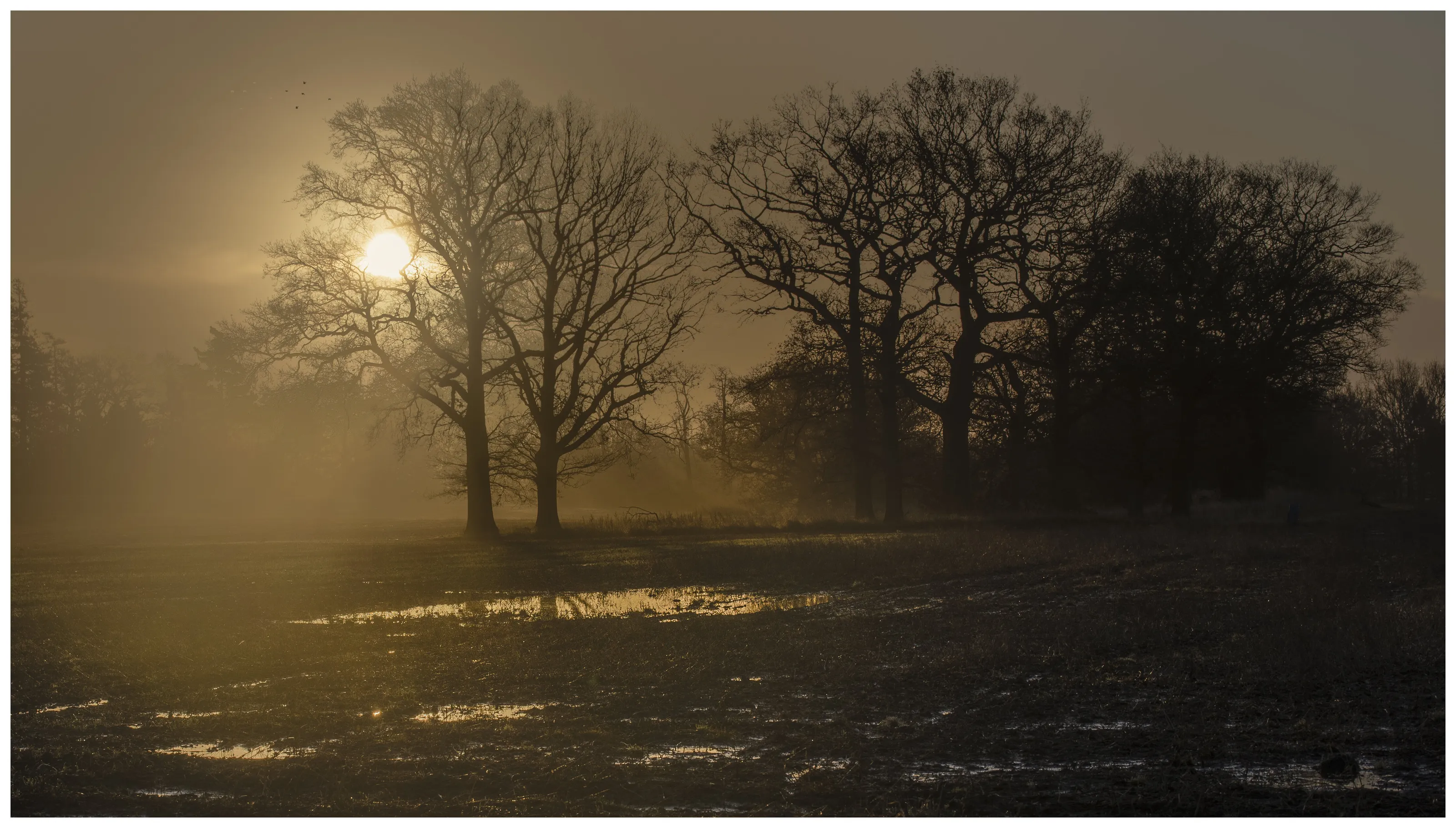 Sun Dance