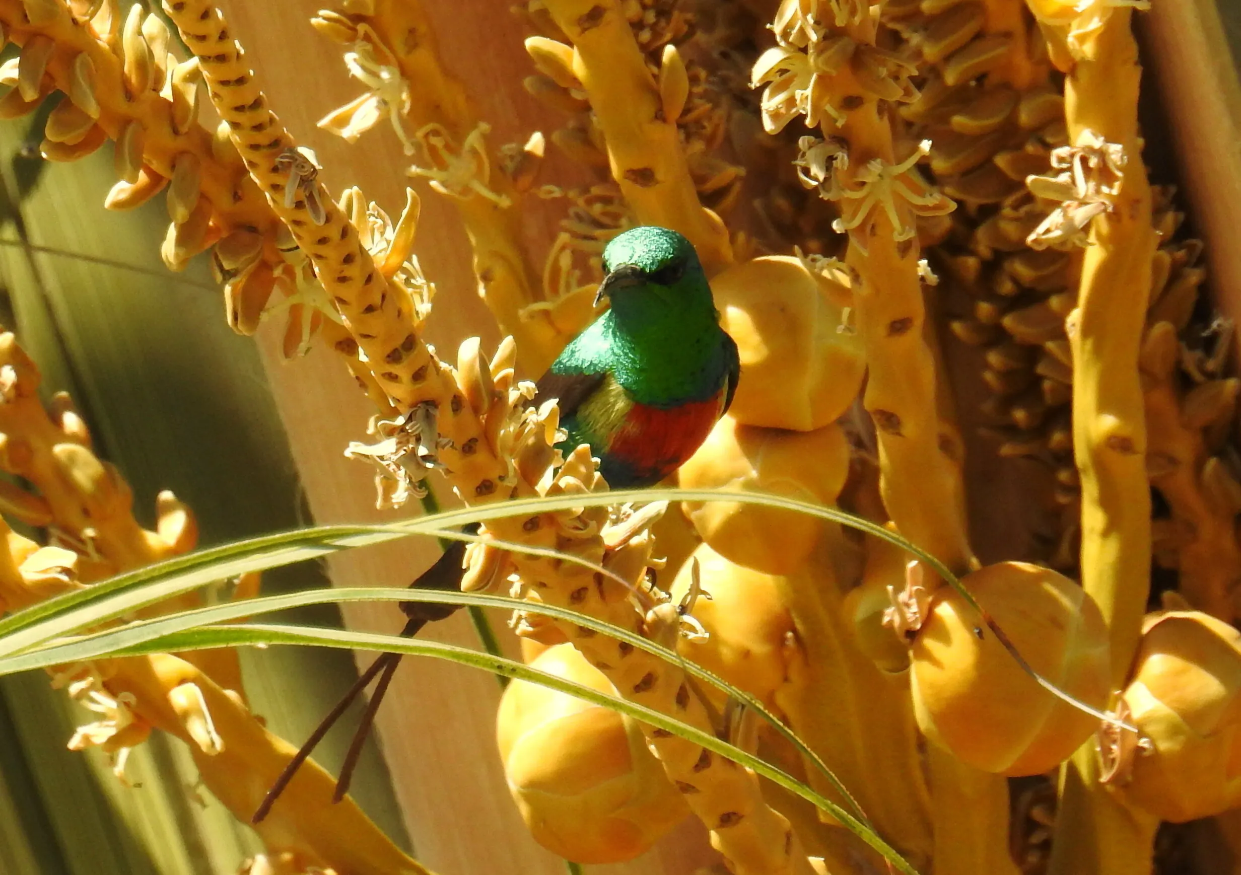 Beautiful sunbird