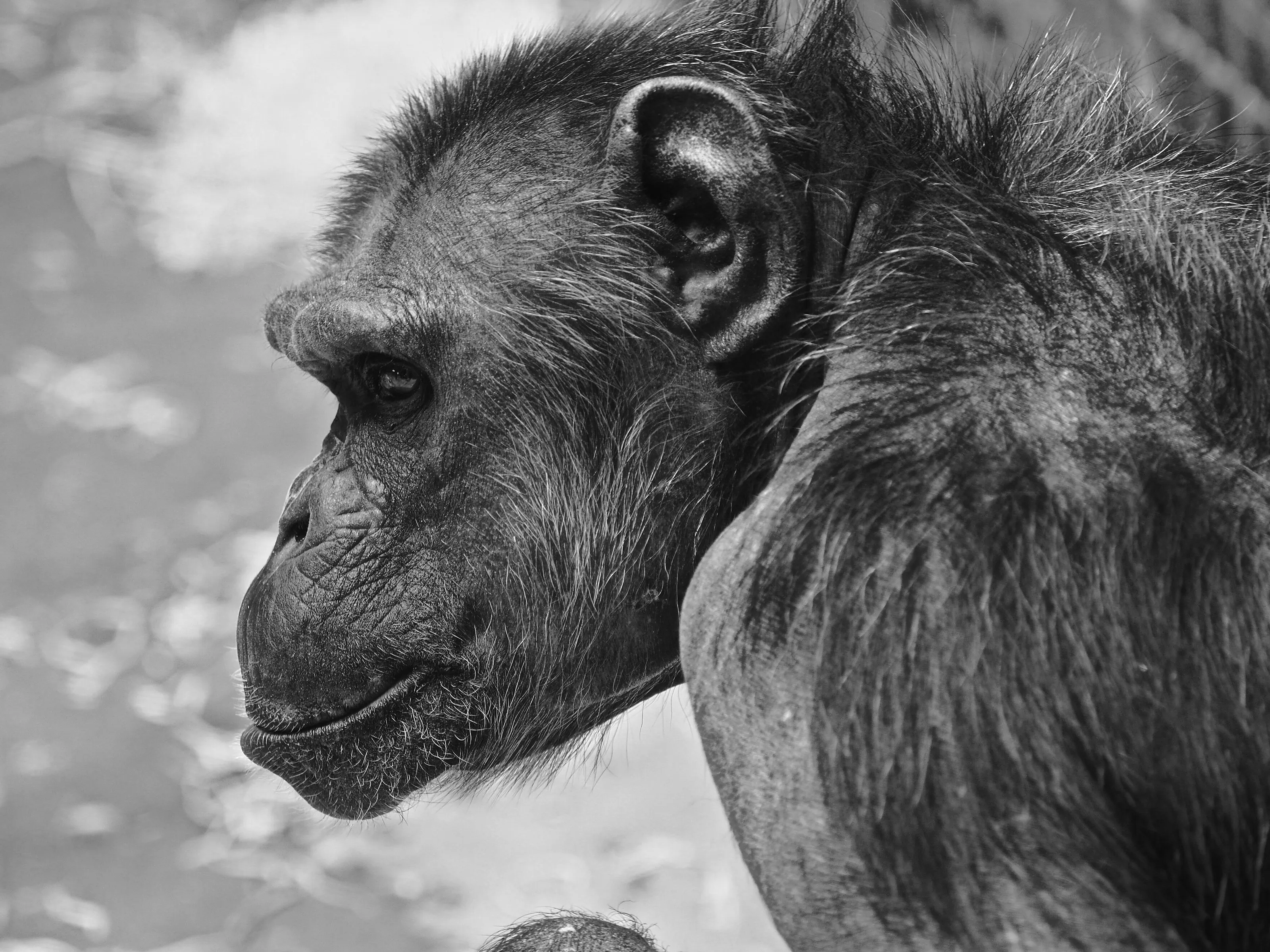 Thinking Chimp