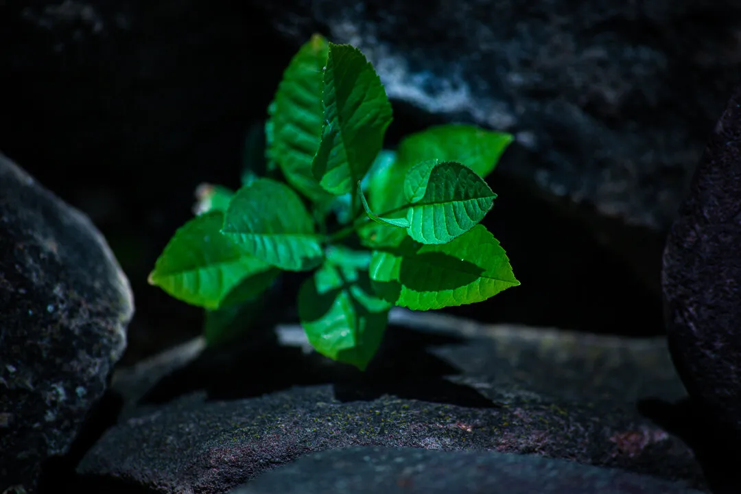 life in the rocks