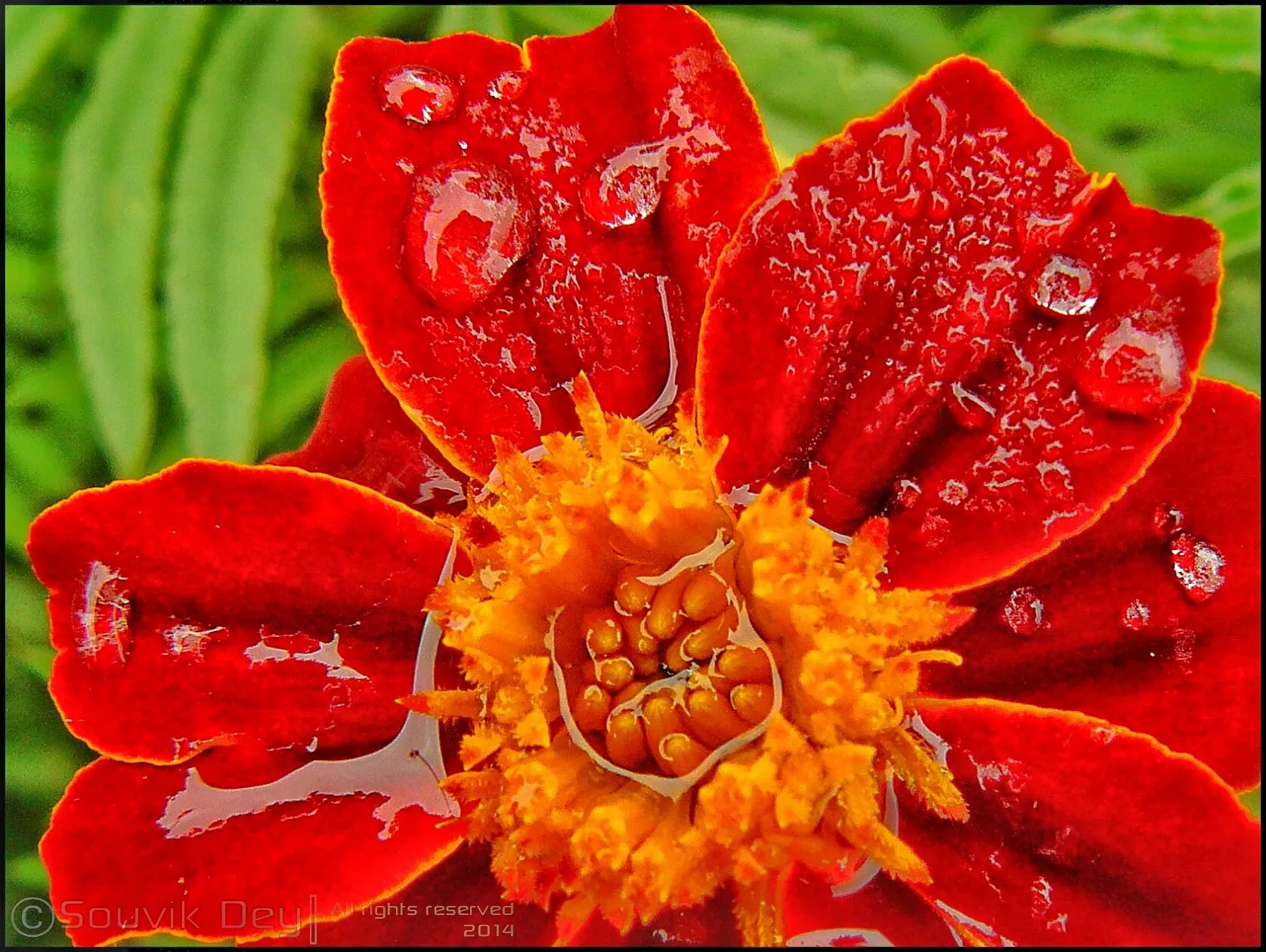 Drops on red