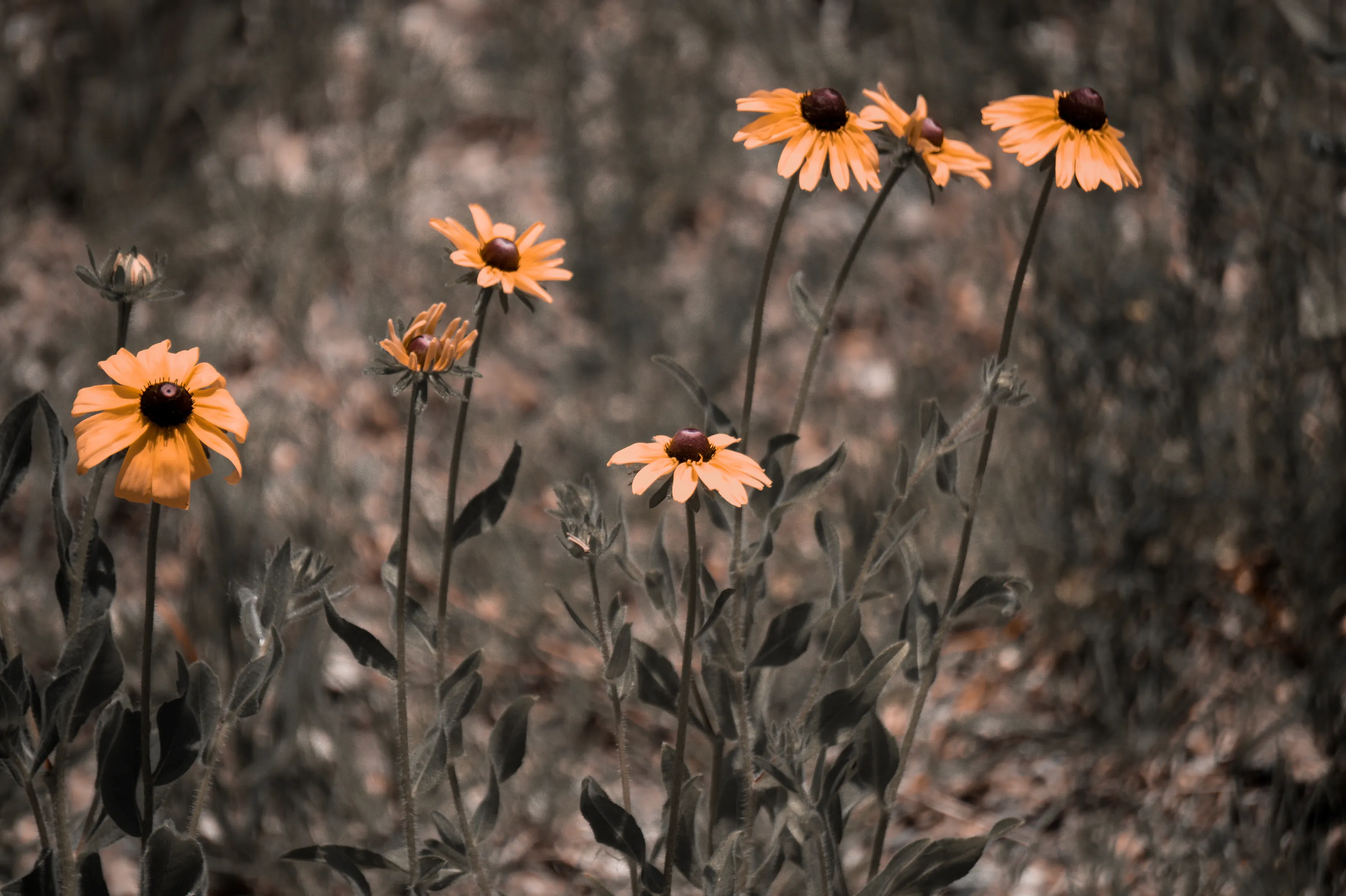 Wildlfowers