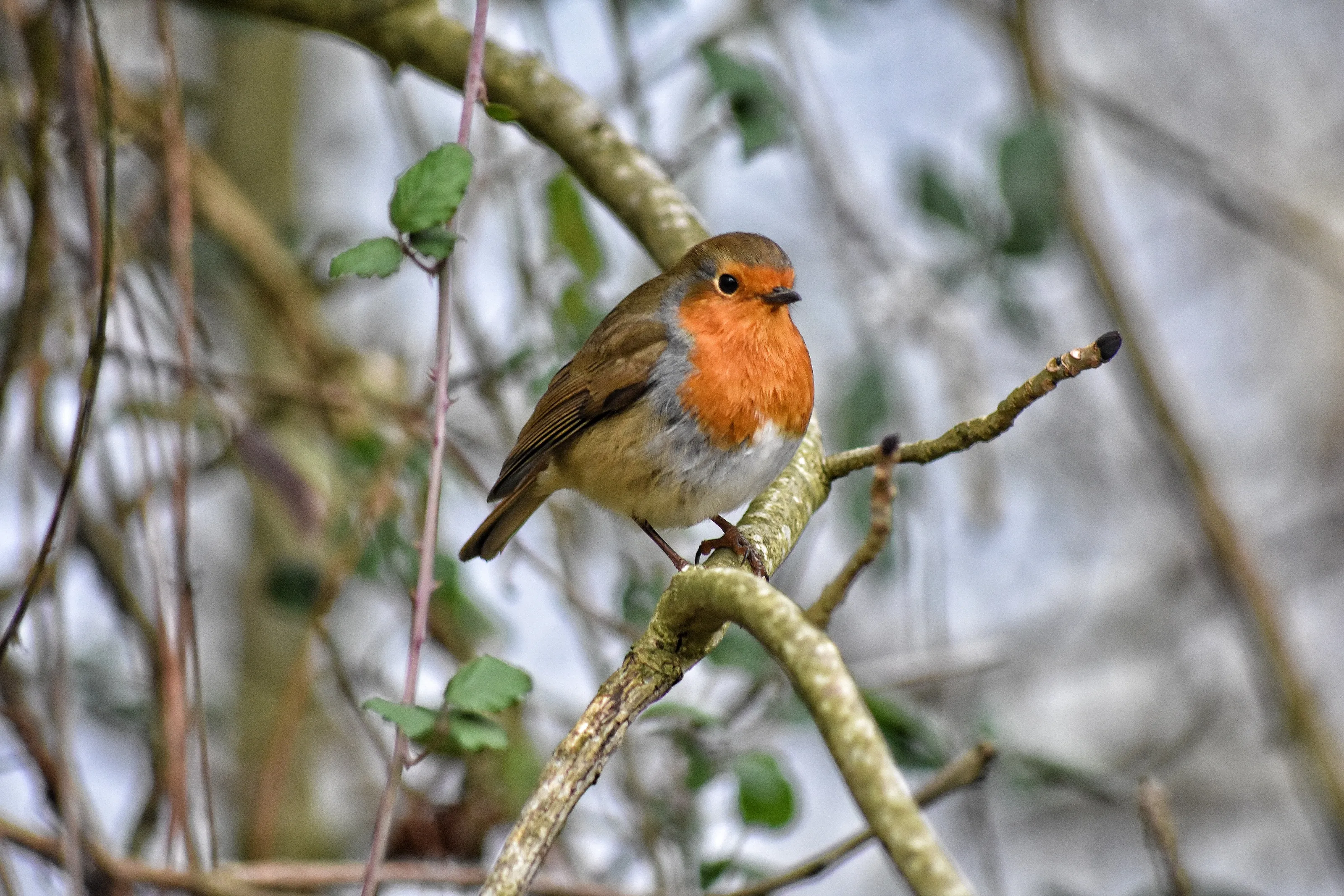Little Red Robin