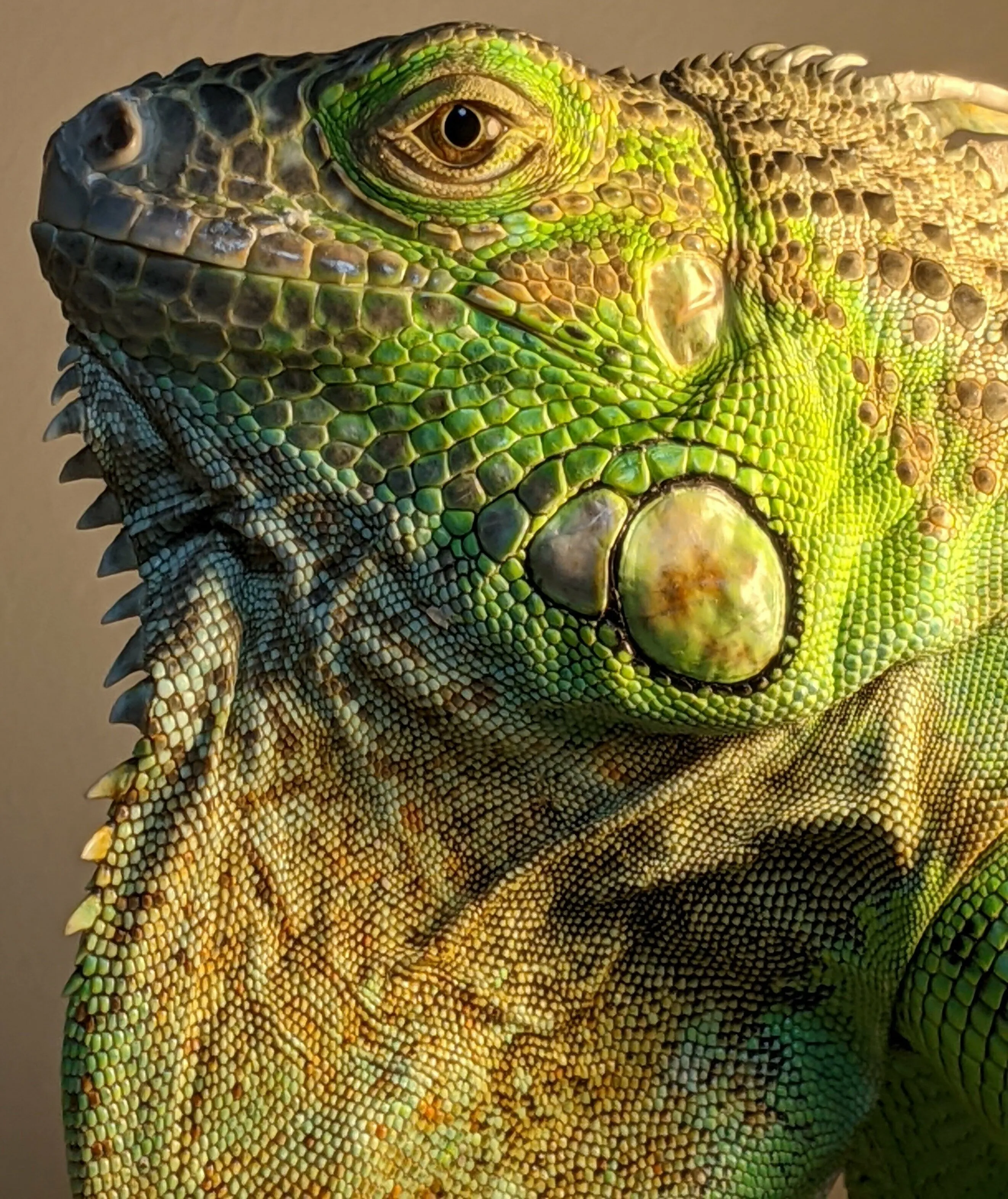 Lucy❤️...An Iguana
