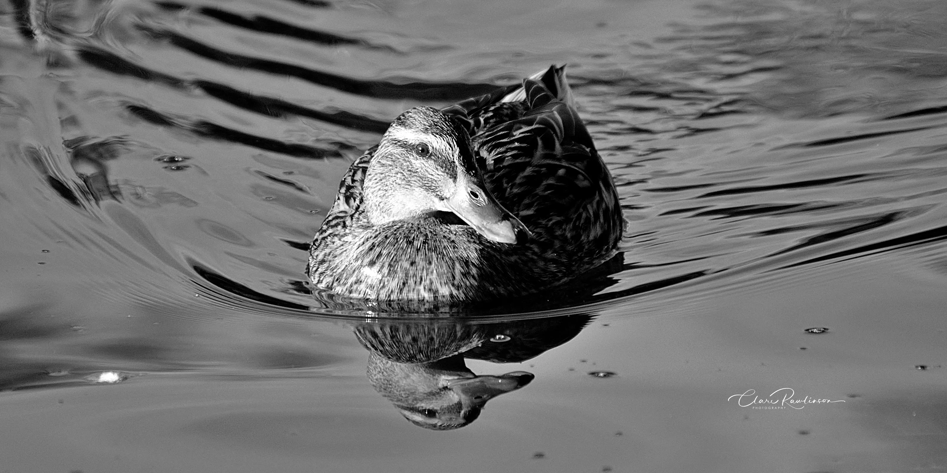 Mrs Mallard in B&W
