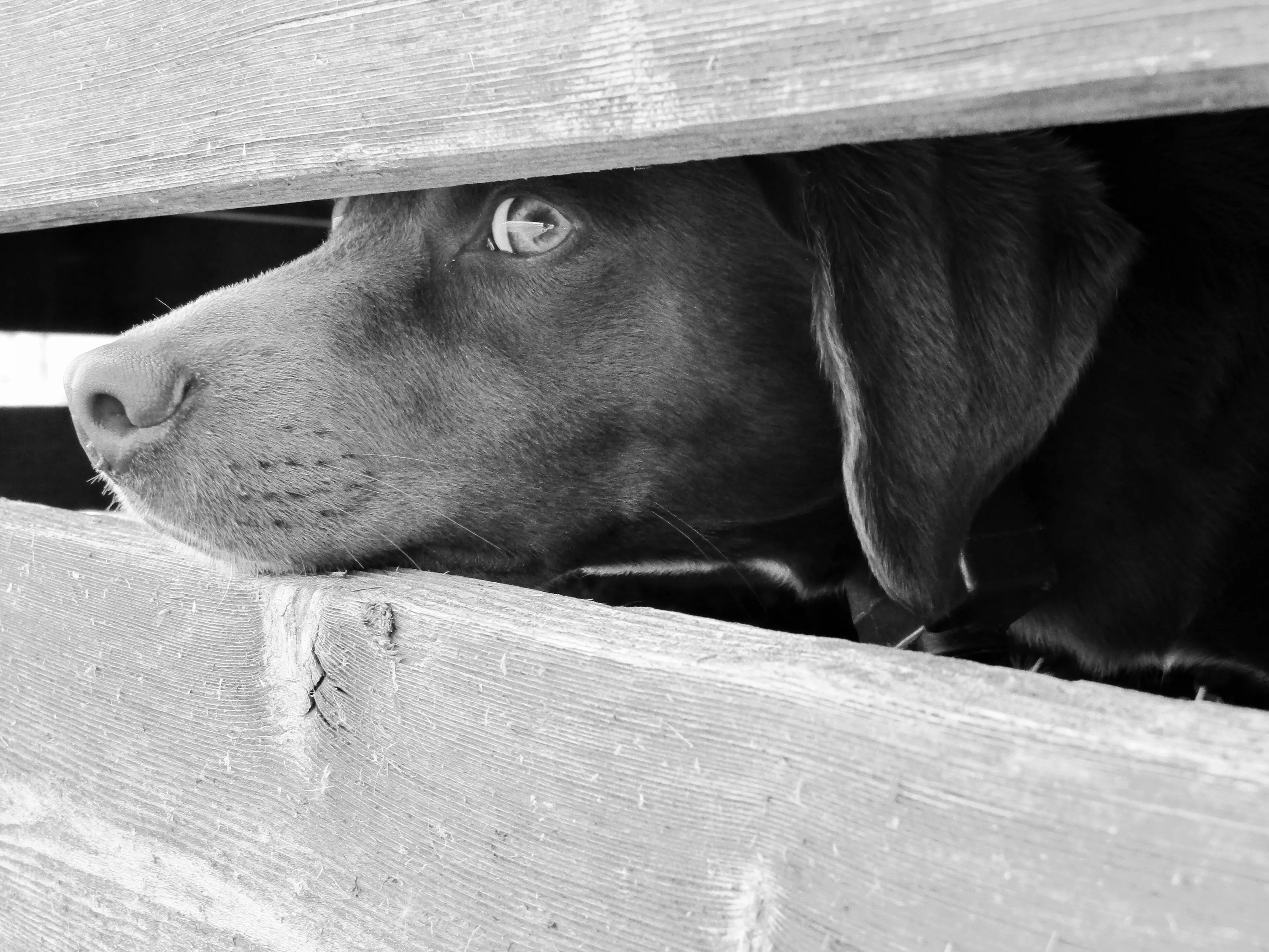 Tucker
