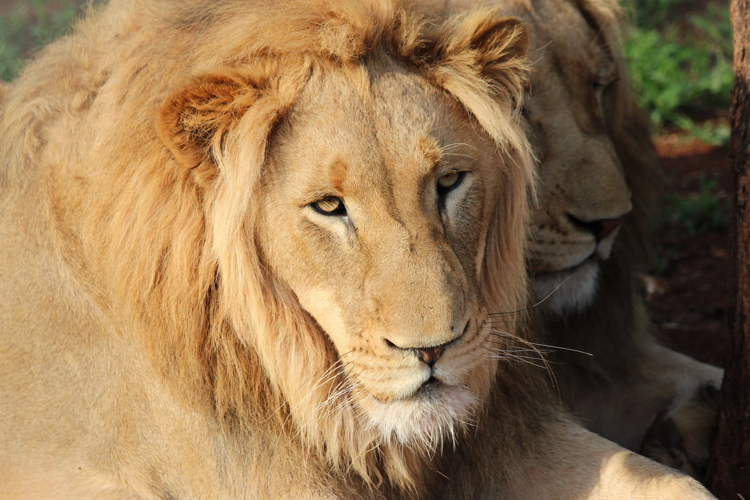 Lazy lion days