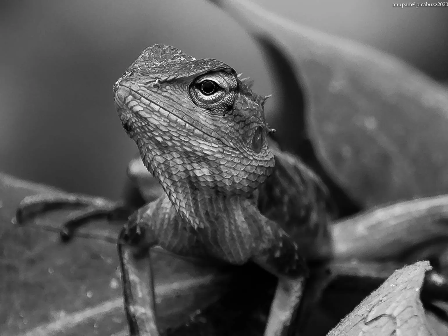 Wild gaze