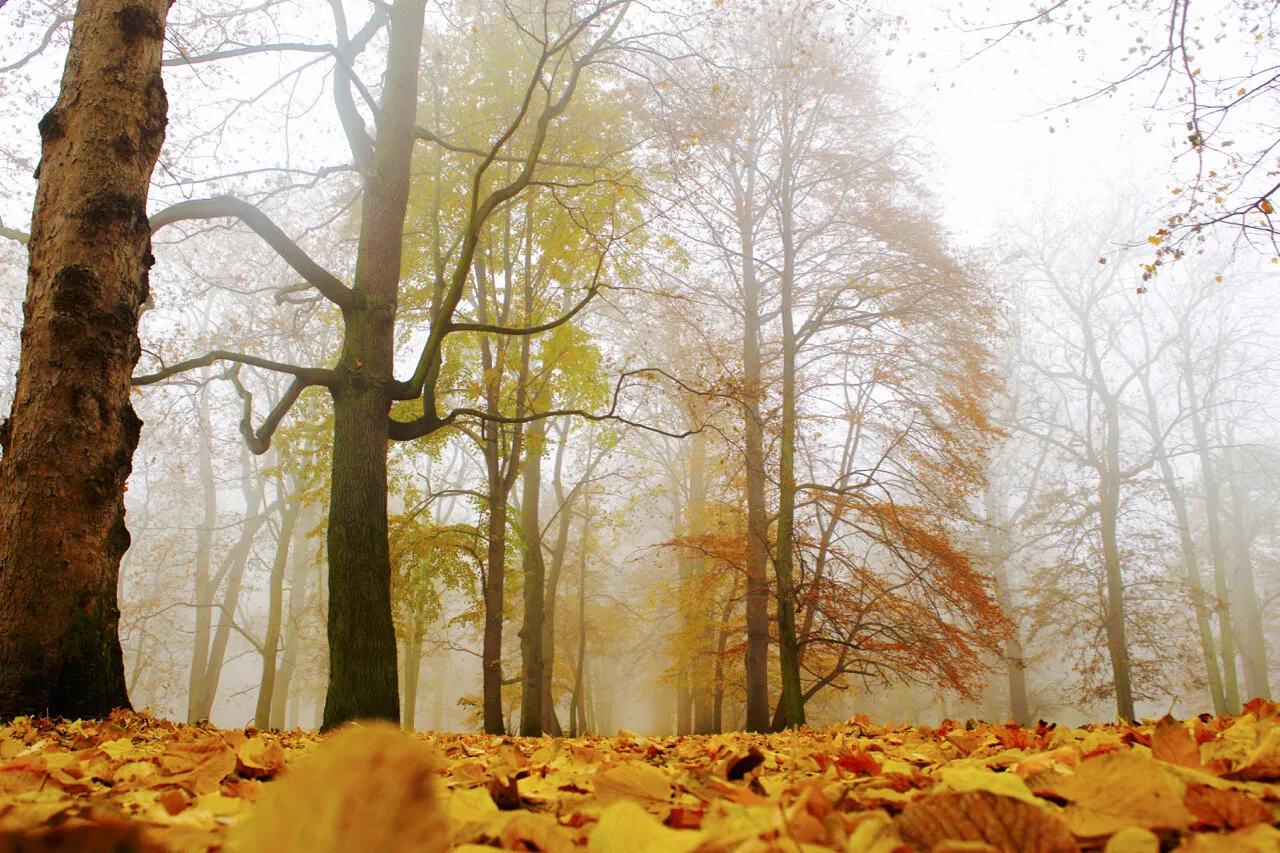 Autumnal colours