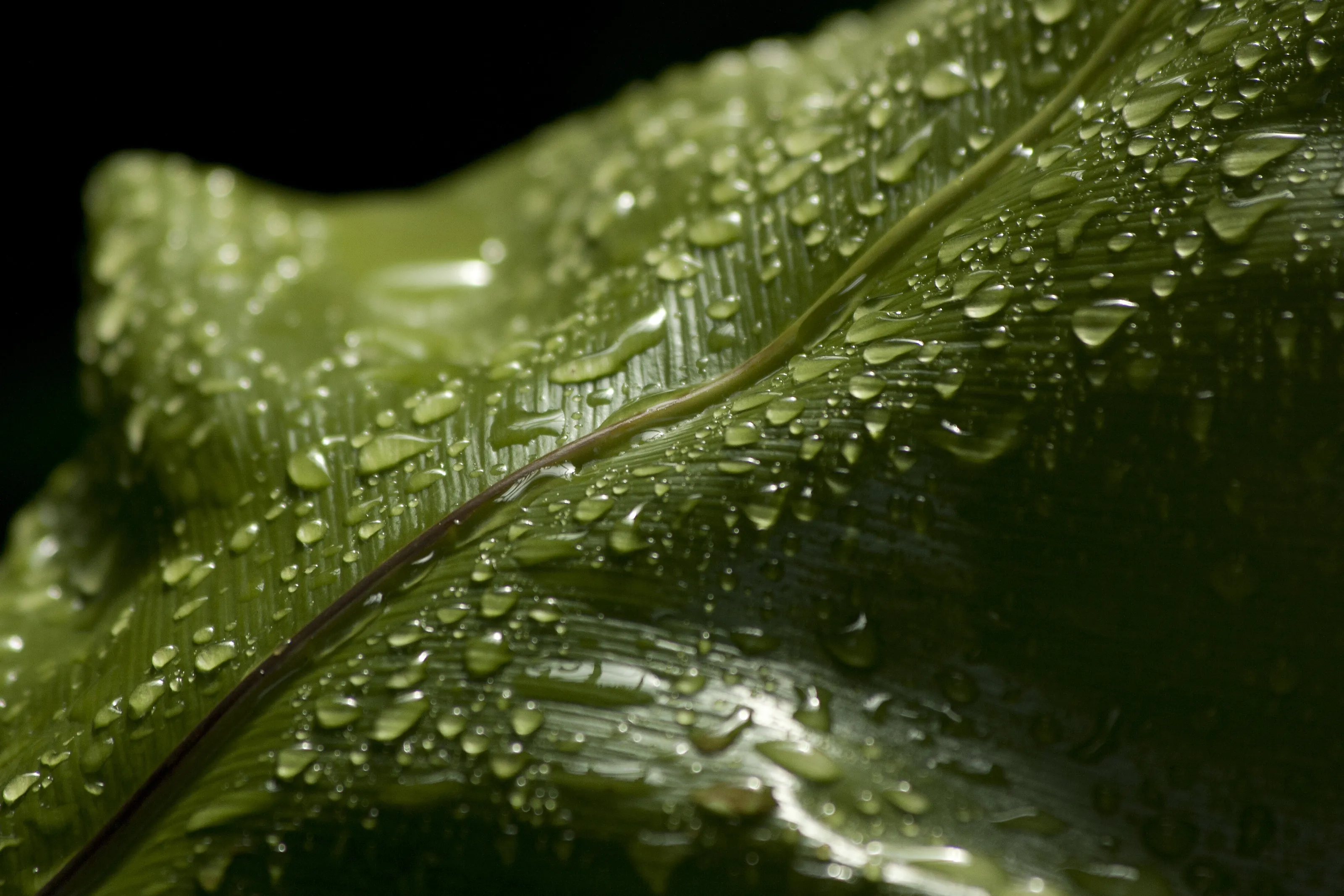 After the rain