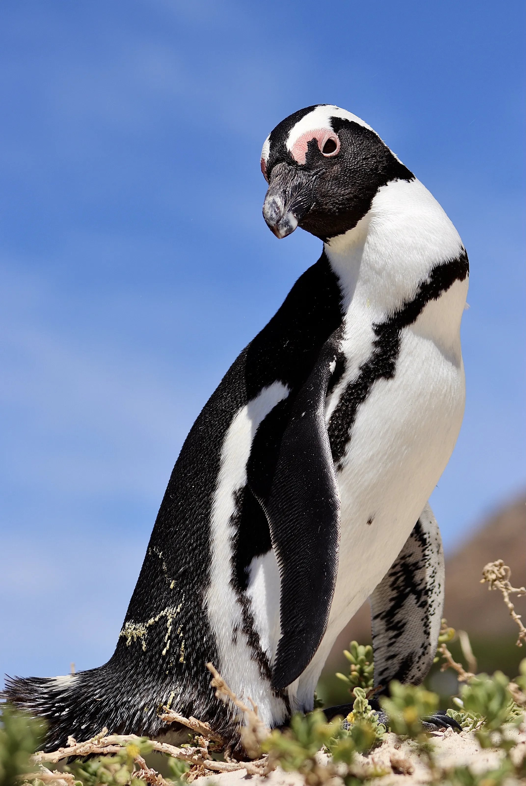 Penguin Pose