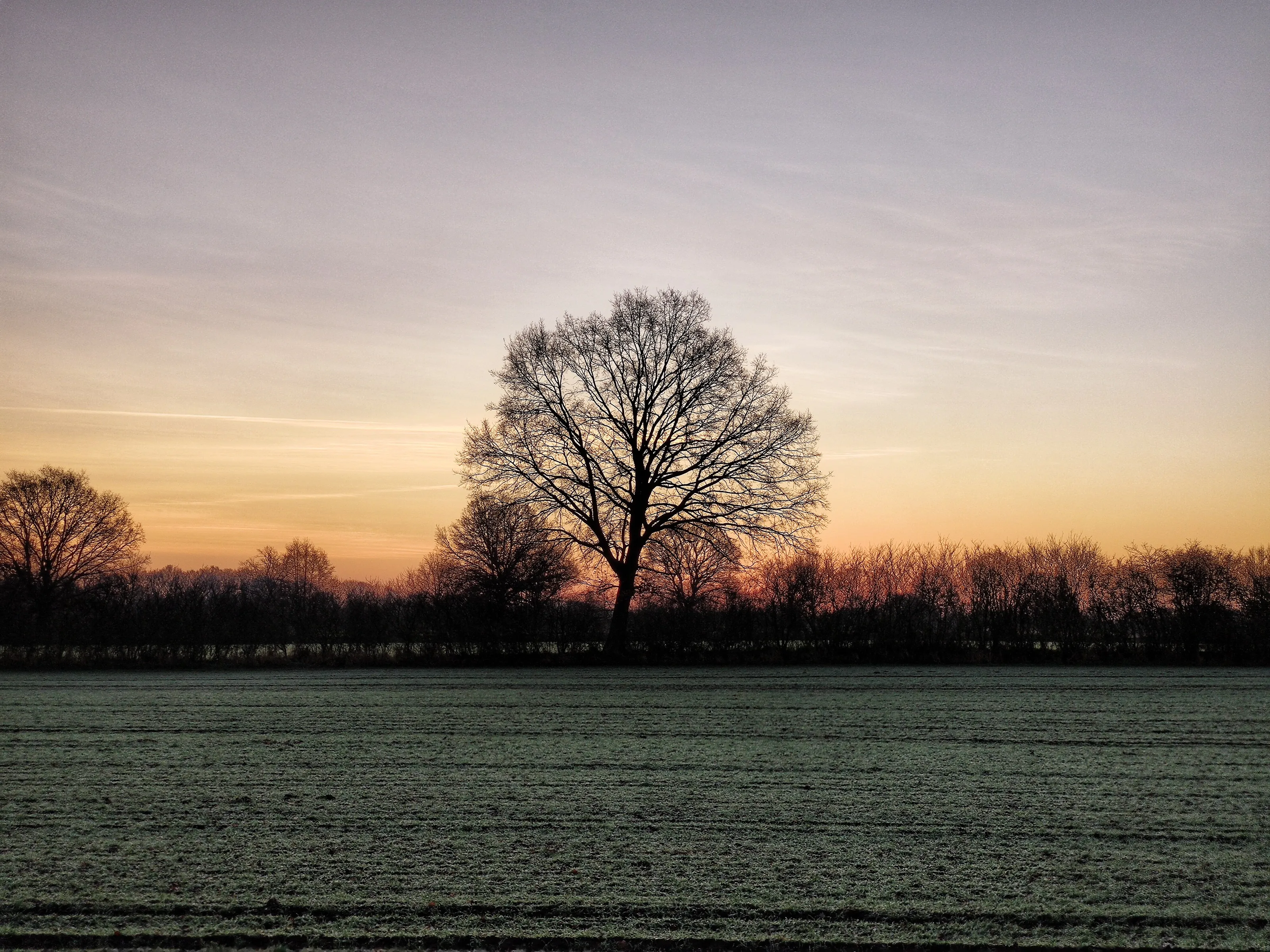 Lonely Tree