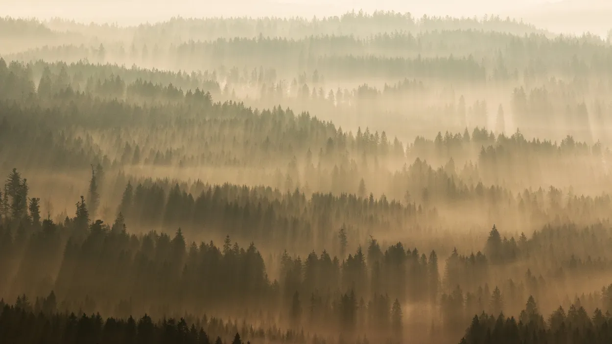 Entry 442975