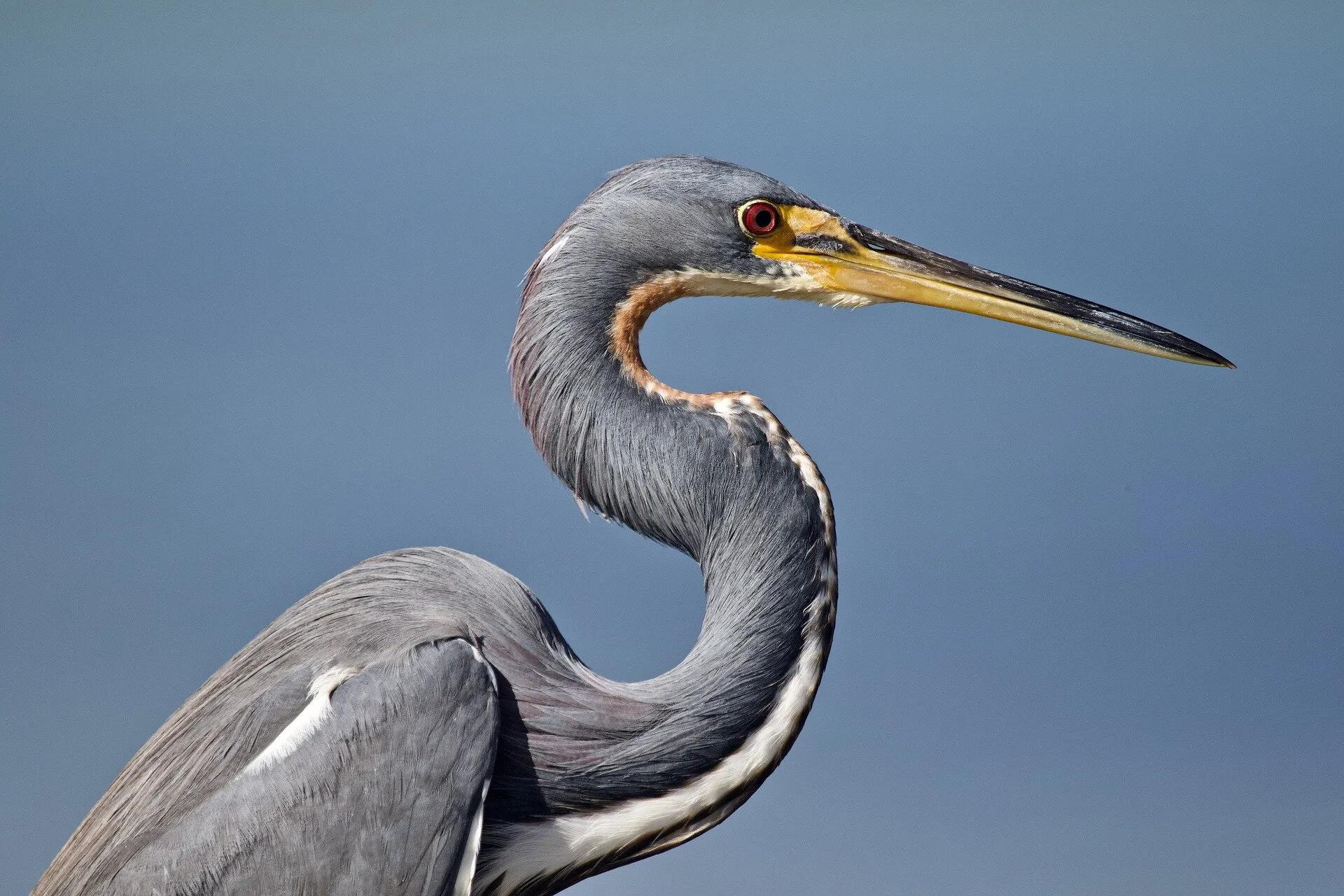 Portrait of Tricolored Heron